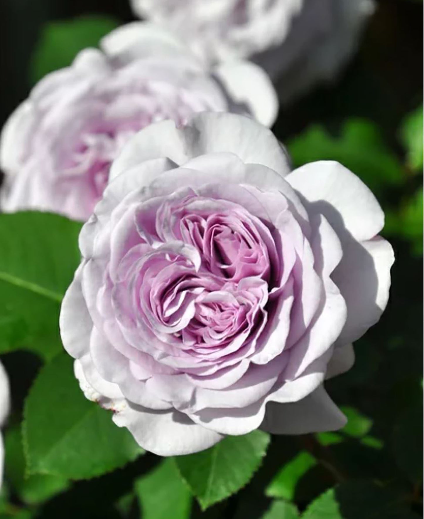 #SPJ269, Ilias 伊利亚特 , Floribunda Rose,  Non-Grafted/Own Root.