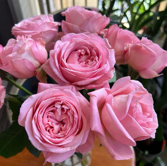 #SPF127，extremely similar to Jean de La Fontaine 枫丹，Shrub Rose, Large, Disease Resistance, Non-Grafted/Own Root.