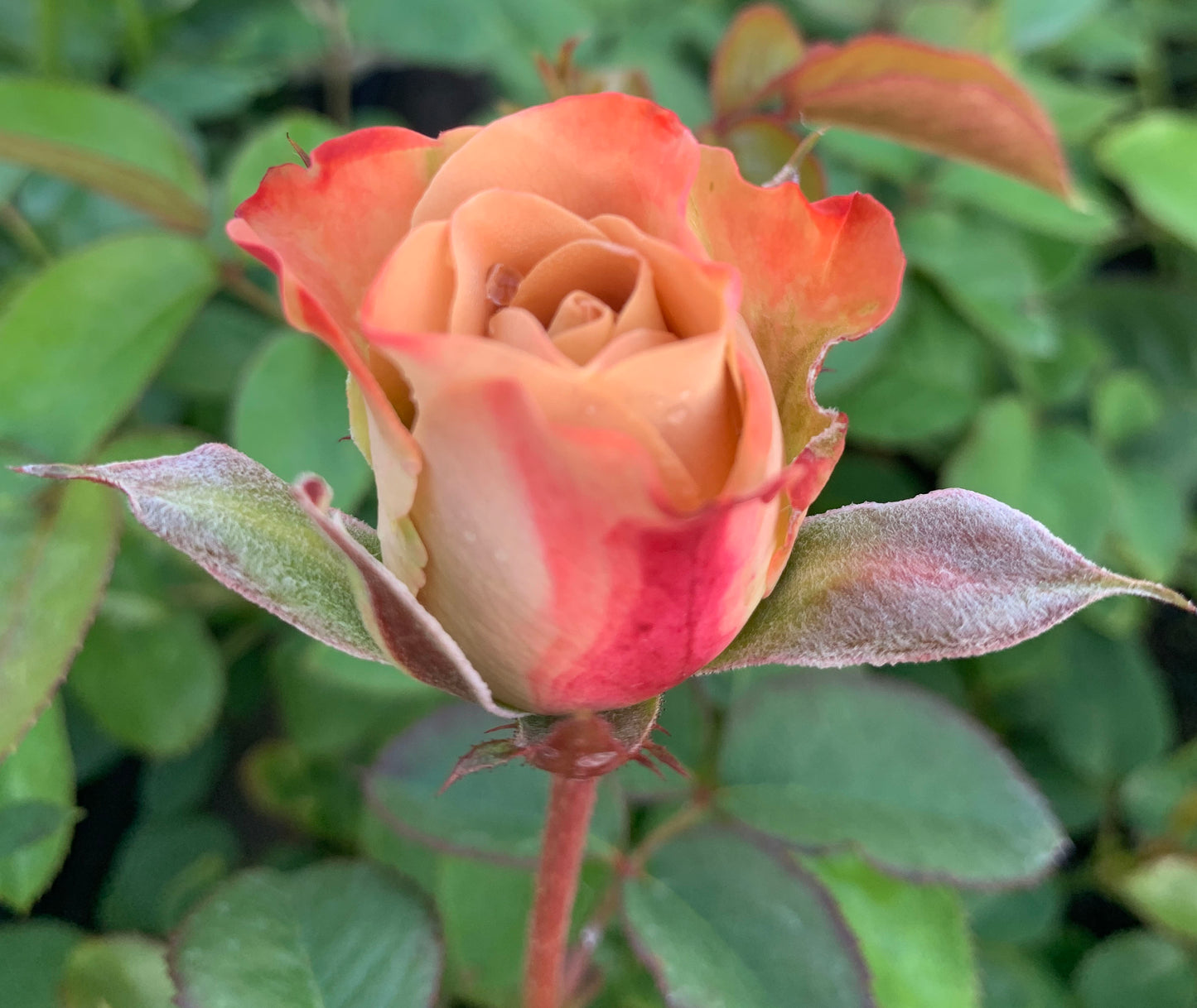 #SPG016， Extremely Similar to Cappuccino 卡布奇诺, Florists Shrub Rose. Non-Grafted/Own Root.