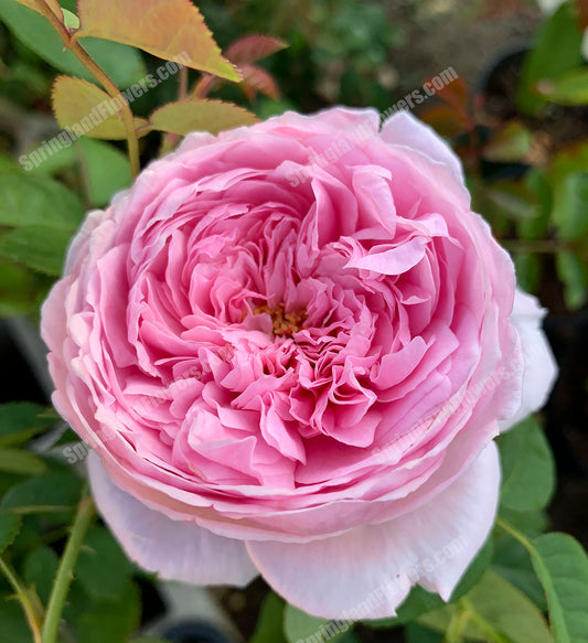 Freedom's Peak 自由之颠，Climbing Rose,  Non-Grafted/Own Root.