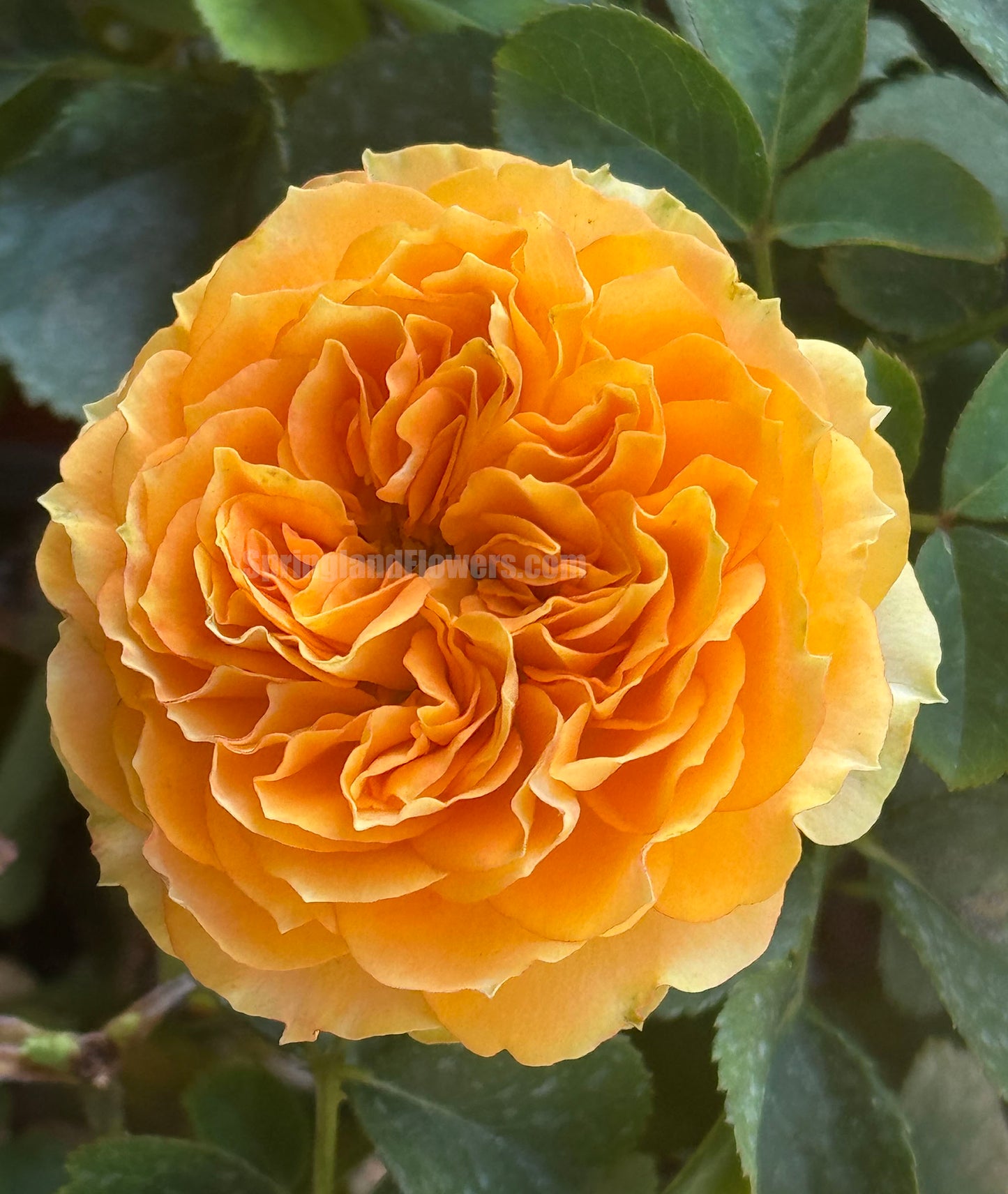 #SPR036 ，Endless Summer 无尽夏，Florist Shrub Rose，Non-Grafted/Own Root.