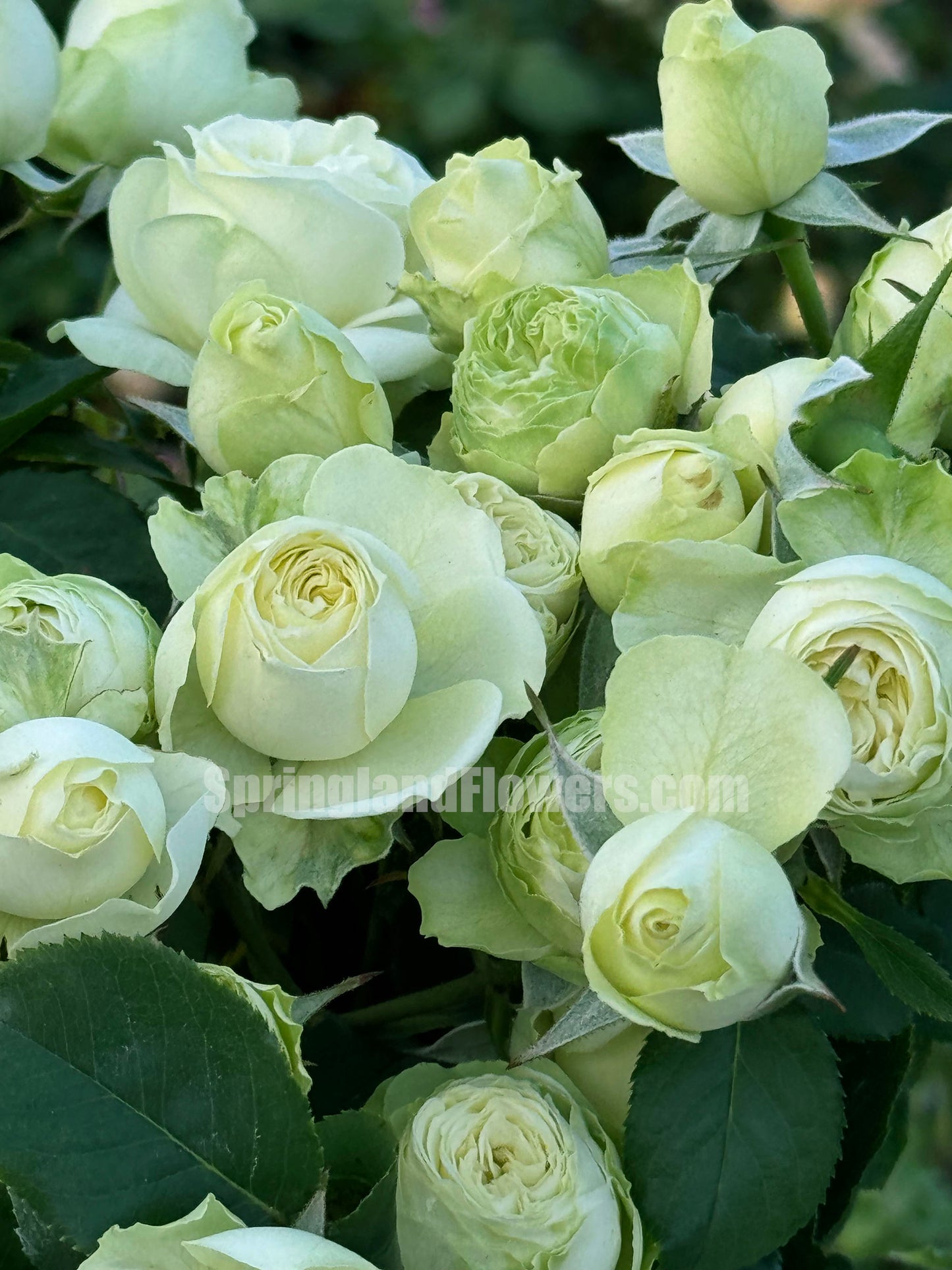 Creamy Eden 奶油龙沙，Floribunda, Florists Rose.  Heat-tolerant, disease-resistant, Non-Grafted/Own Root.