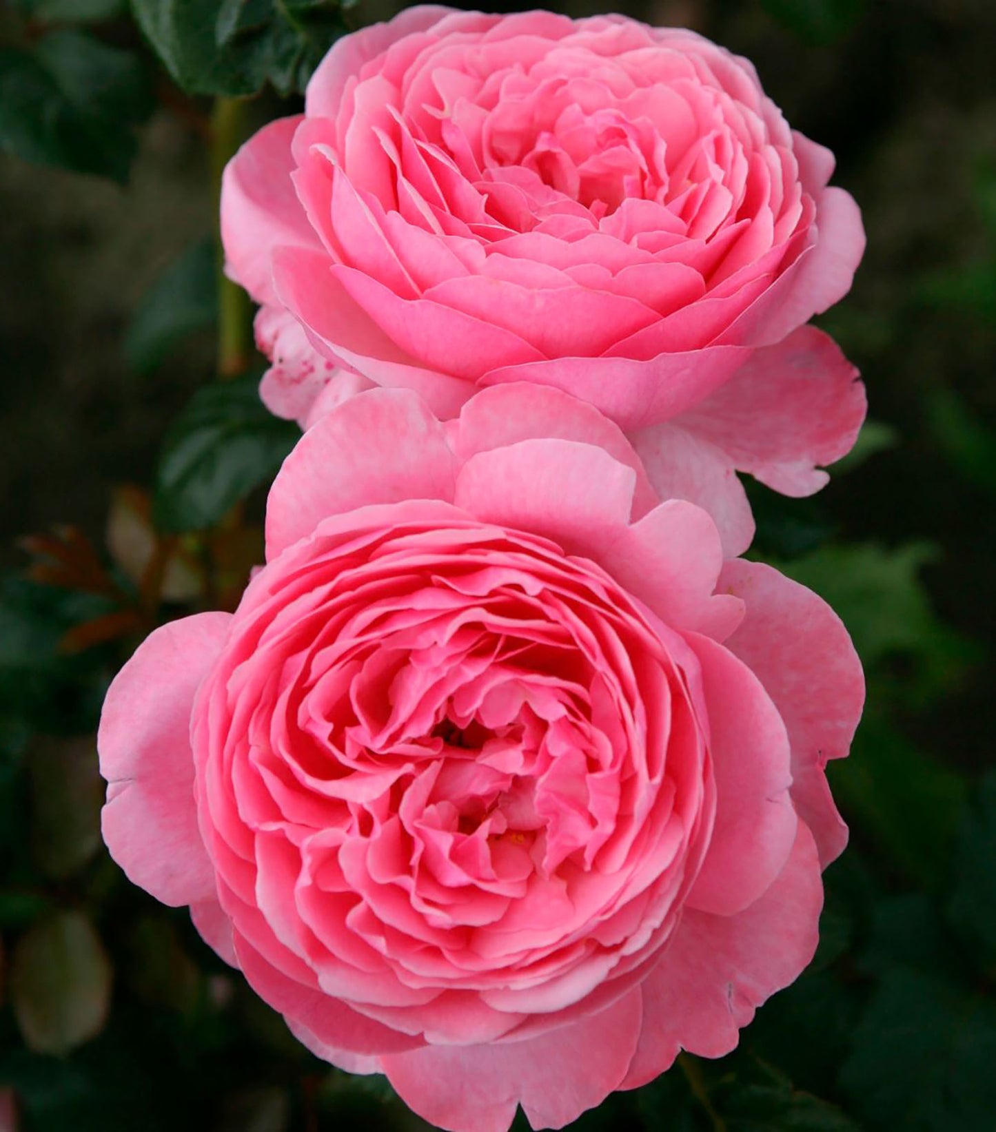 Flora Colonia 科隆百花园，Climbing & Shrub Roses, Large, Strong fragrance.Heat-tolerant, disease-resistant, Non-Grafted/Own Root.