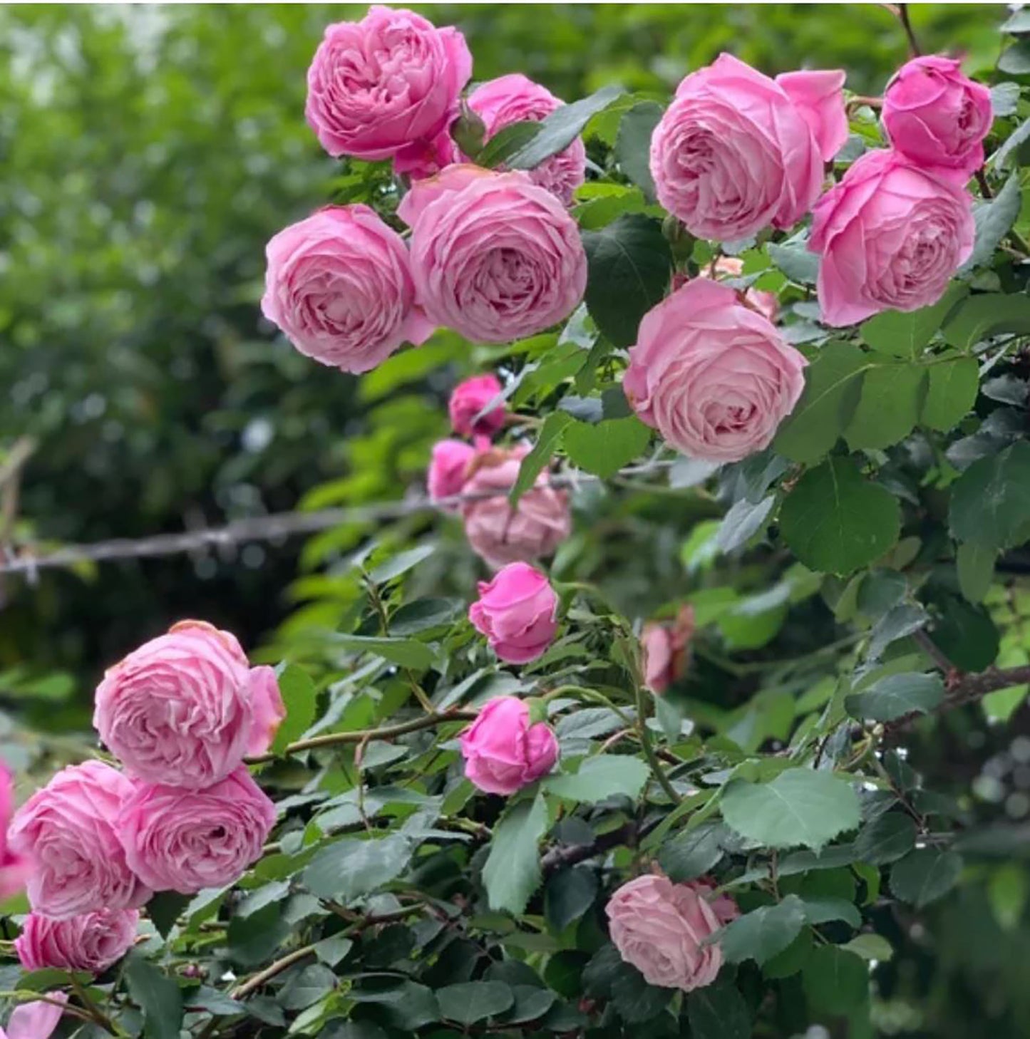 Soeur Emmanuelle 以马内利修女/纽曼姐妹, Shrub Rose, Non-Grafted/Own Root.