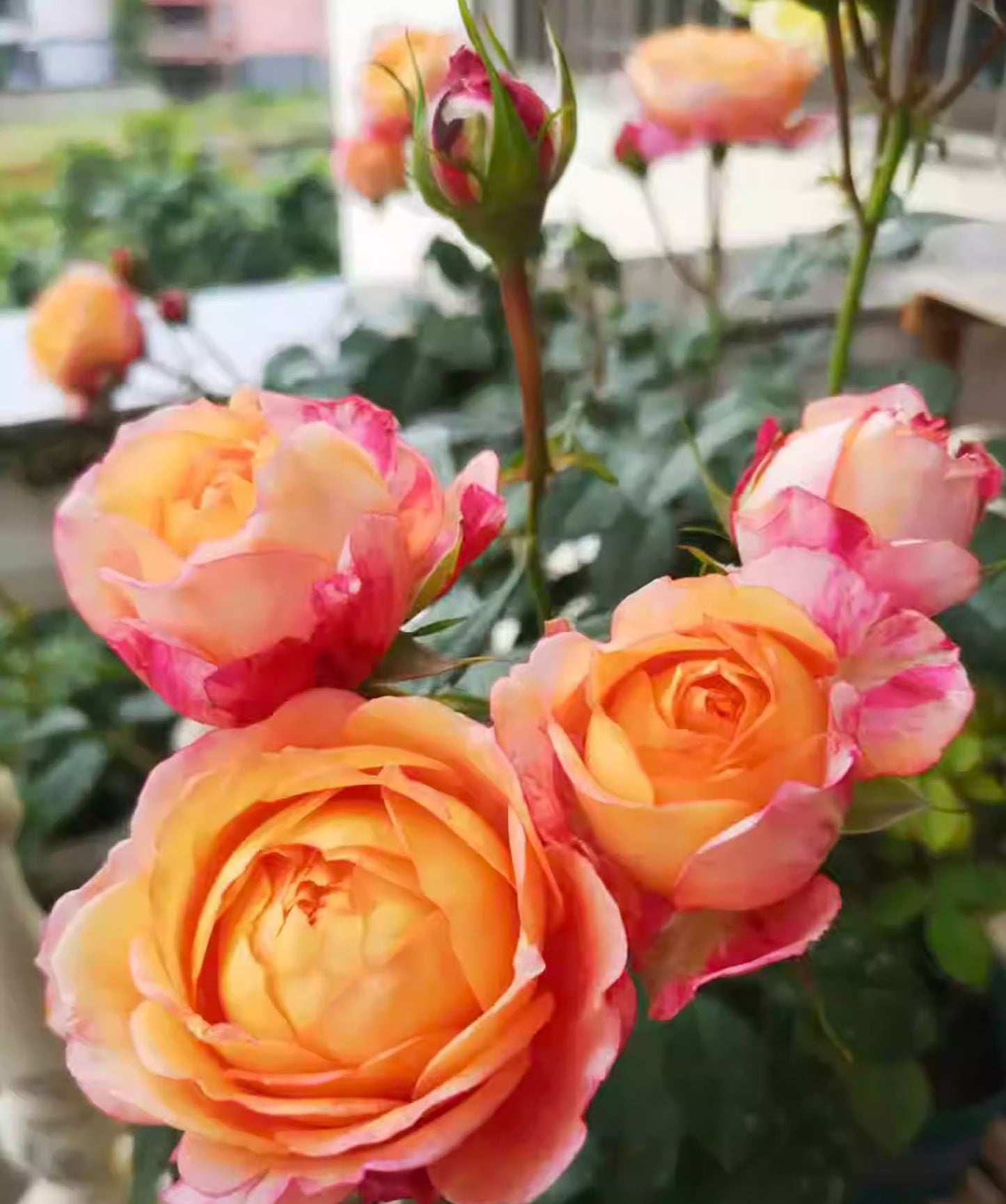 Expanse of Blossom 大花美人, Shrub Rose,  Non-Grafted/Own Root.