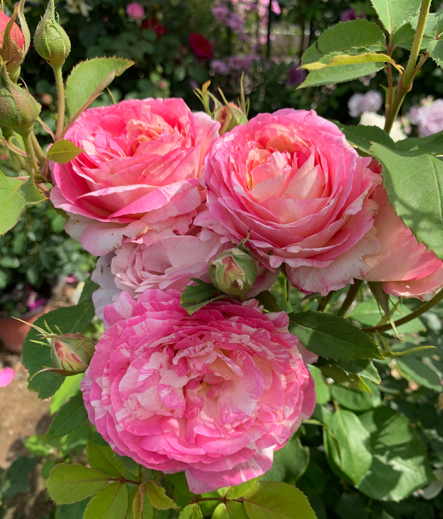 #SPF085，Extremely Similar to Marc Chagall 马克夏加尔，French Floribunda Rose, Non-Grafted/Own Root.