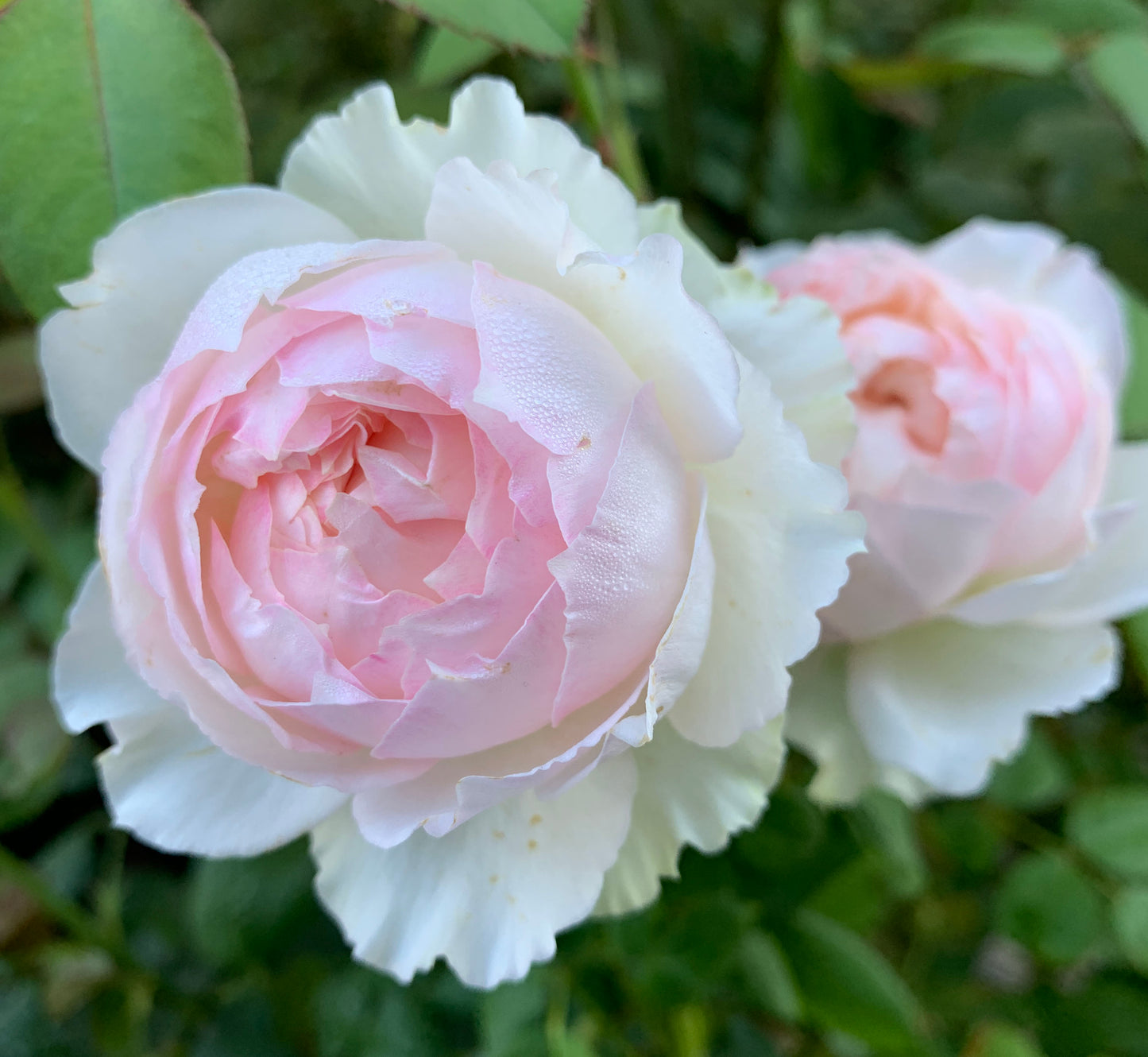 M-Perzik 佩尔朱克ペルジューク , Japanese Shrub Rose, Non-Grafted/Own Root.