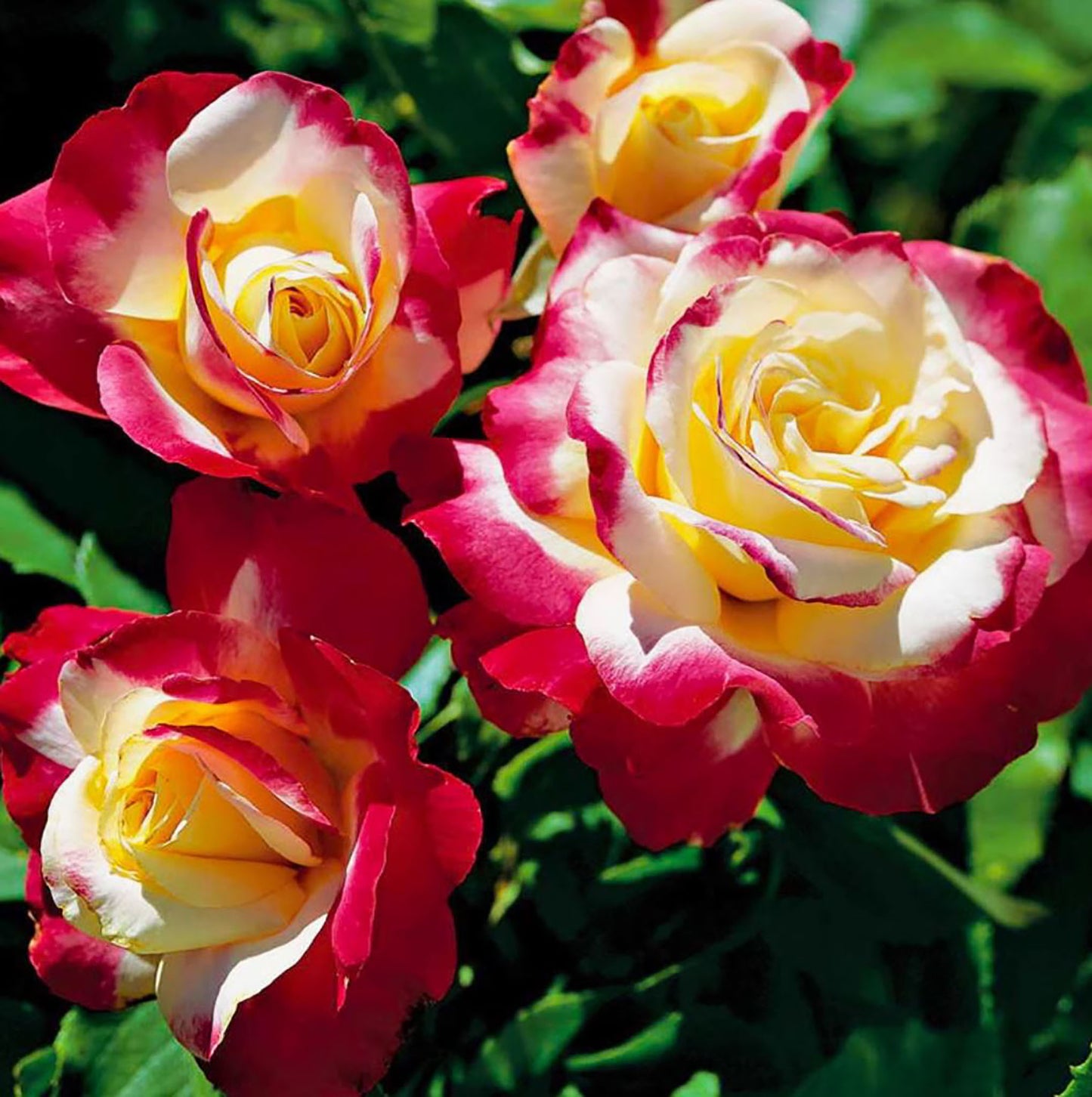 Double Delight 红双喜，Hybrid Tea rose, Exceptionally Fragrant.Non-Grafted/Own Root.