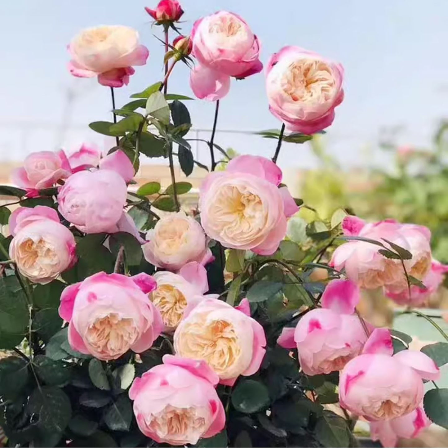 Mon Amour 和室  ジャパネスクモナムール, Japanese Shrub Rose, Non-Grafted/Own Root.