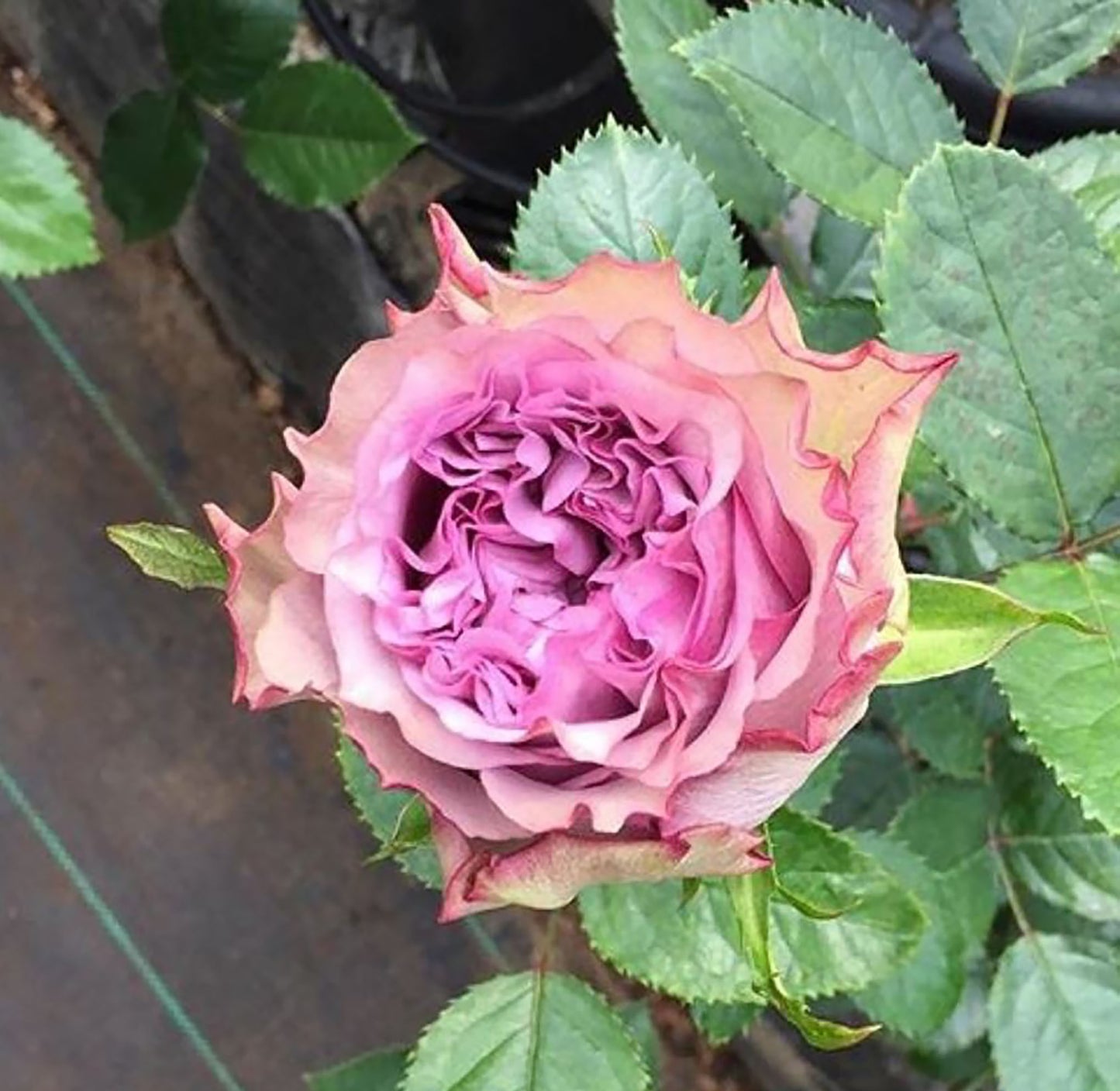 Dolcetto 多姿桃, Cutting Rose, Non-Grafted/Own Root.