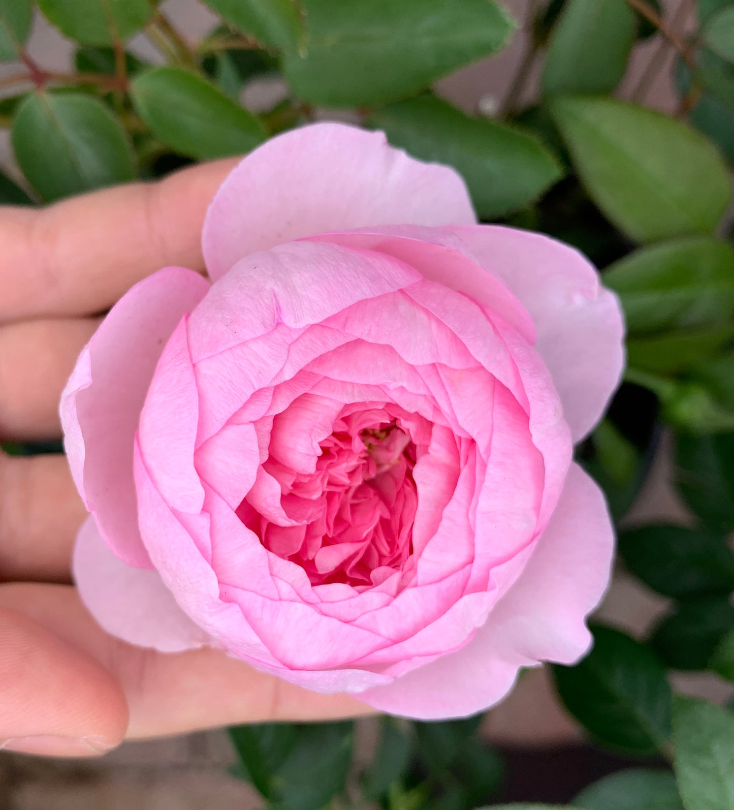 Mon Coeur 我的心 モンクゥール, Japanese Shrub Rose, Many Branches/Almost Thornless/Excellent Disease Resistance，Non-Grafted/Own Root.