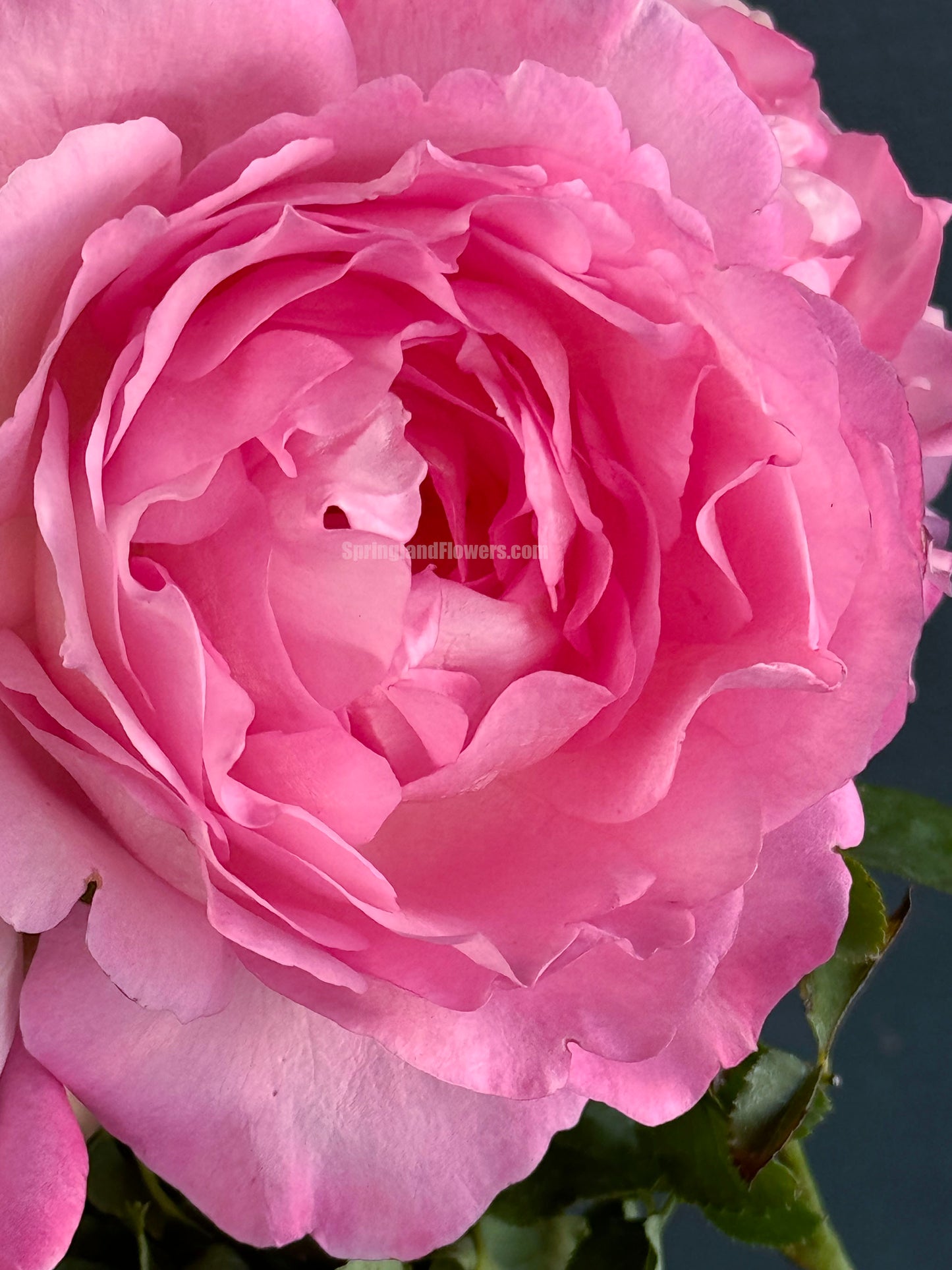 Rien Rose 河本绊 リアン・ローズ，Japanese Floribunda Rose，Fragrant and Thornless, Strong Disease Resistance, Non-Grafted/Own Root.