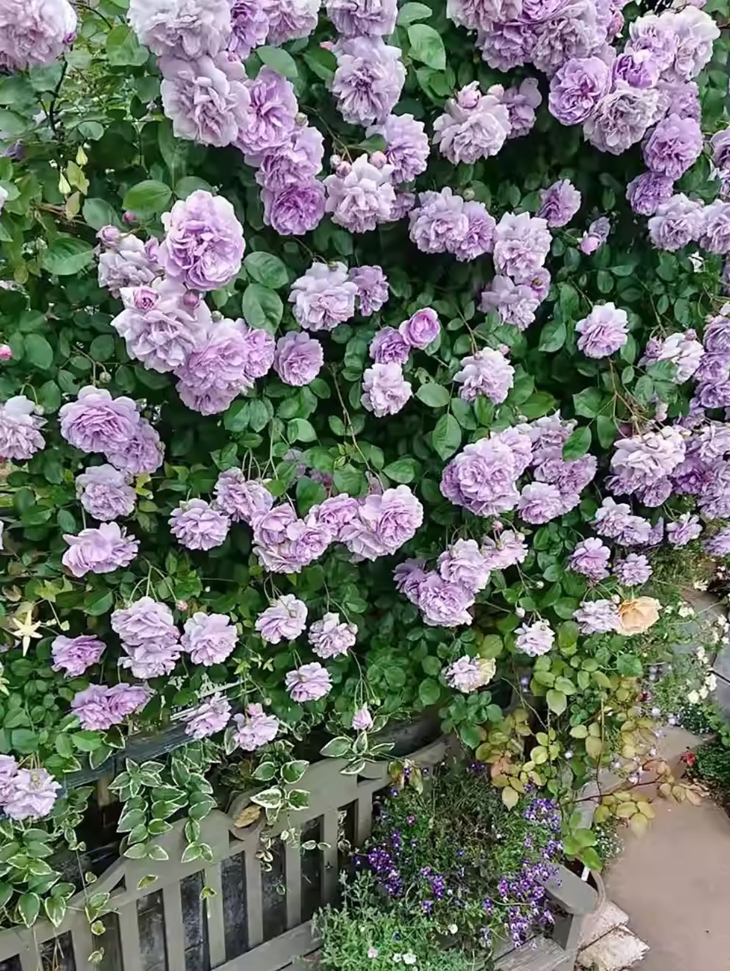 Rainy Blue 蓝色阴雨 ，Climbing Rose，Non-Grafted/Own Root.