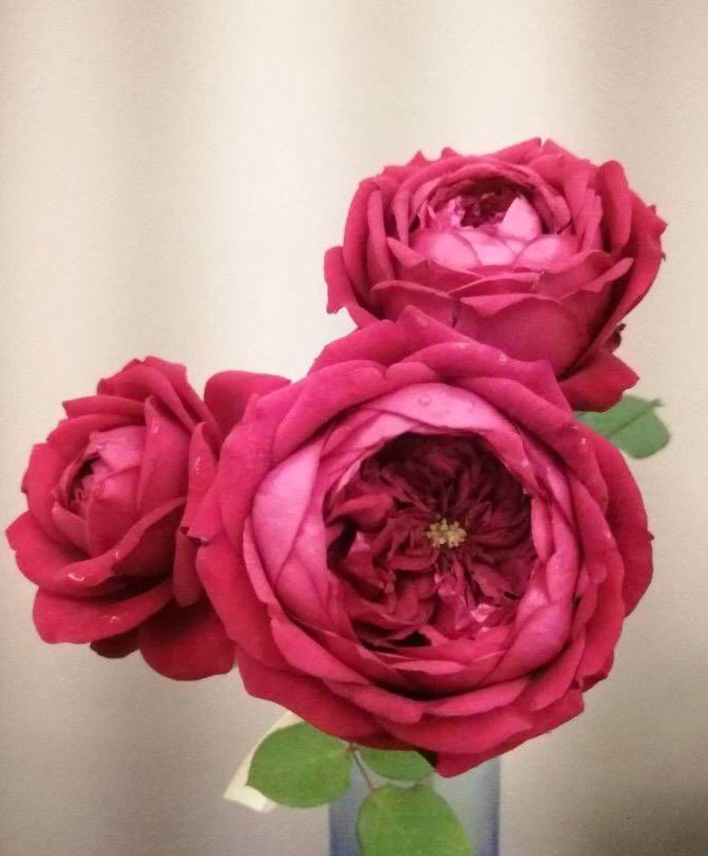 Pas De Deux 双人芭蕾 パドドゥ、シャローウィッシング, Japanese Shrub Rose ,  Non-Grafted/Own Root.