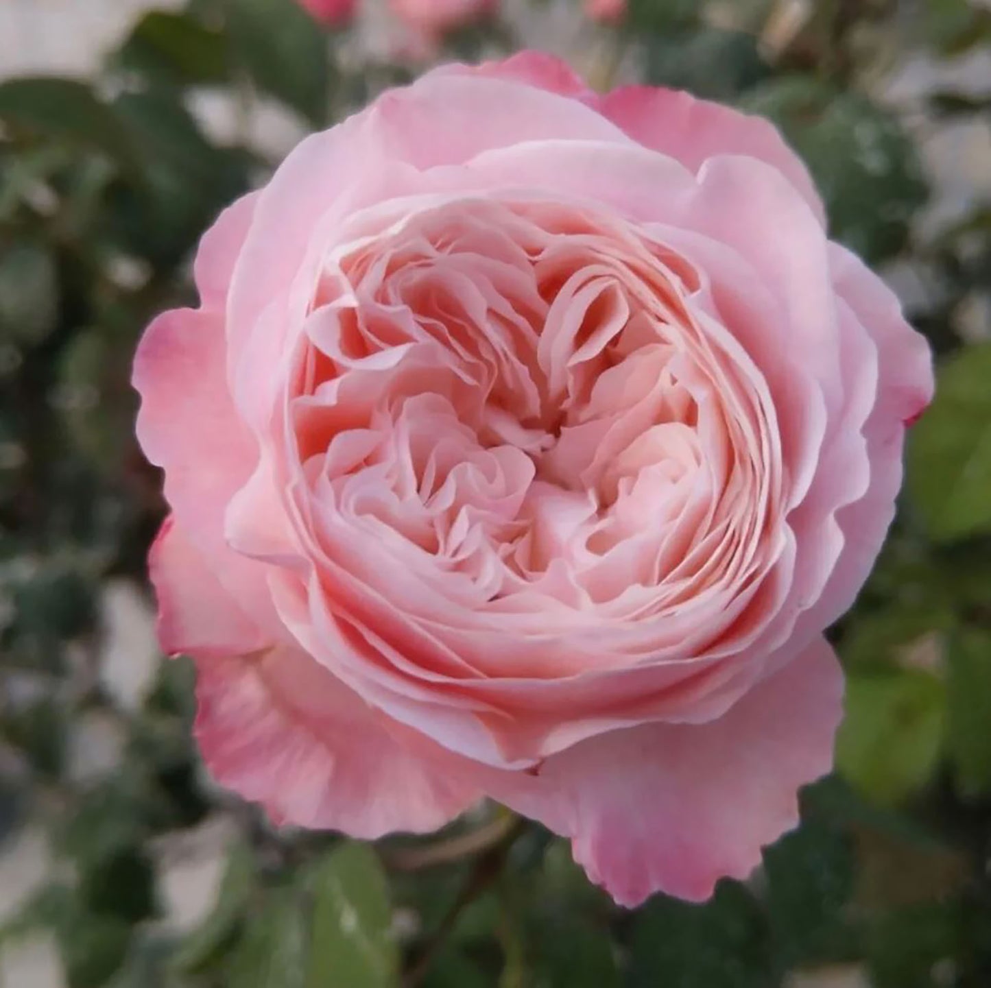 Tamaki 环, Japanese Shrub Rose，Non-Grafted/Own Root.