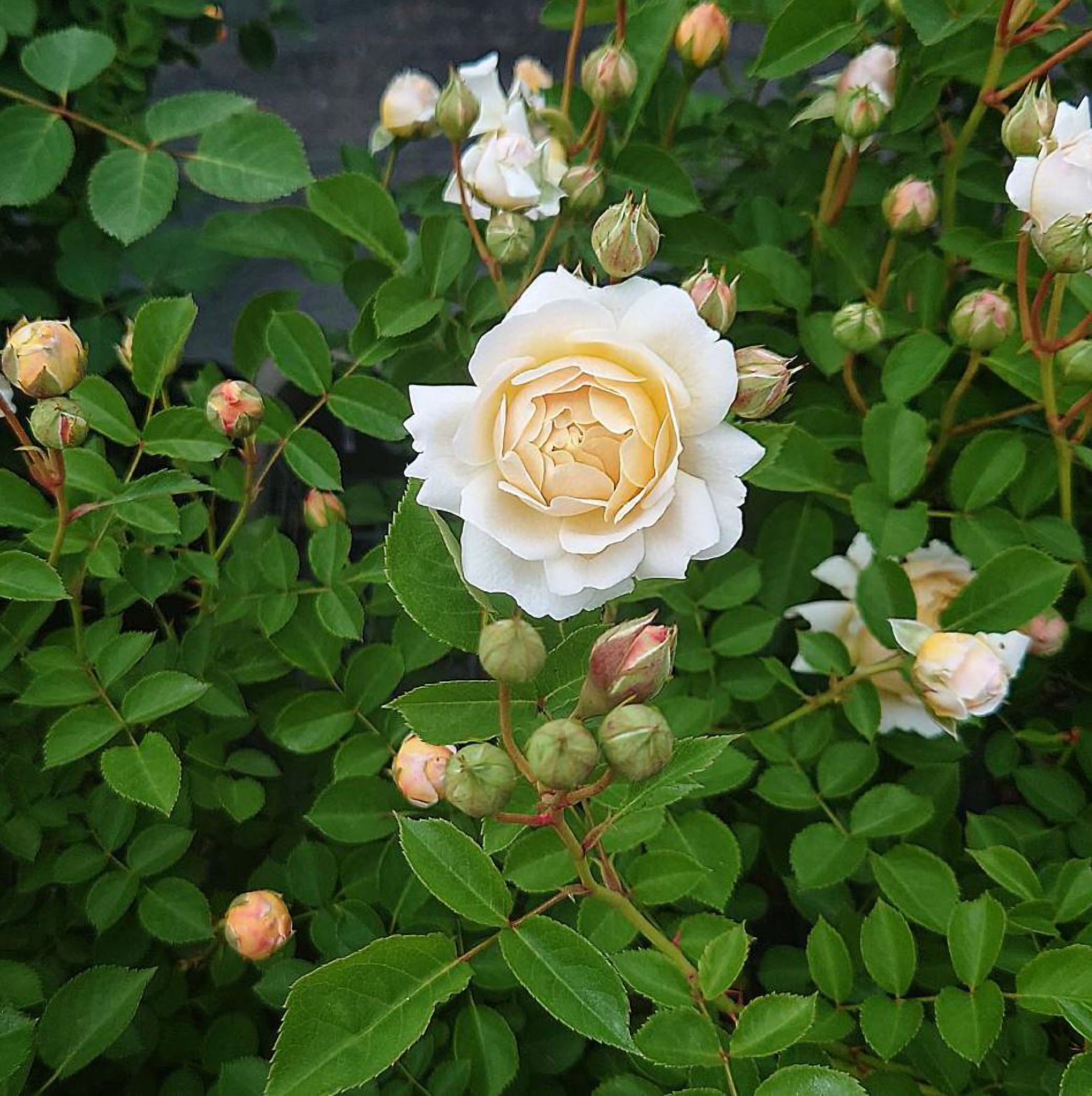 SPJ158, Millefiori 千花琉璃，Japanese Floribunda Rose, Non-Grafted