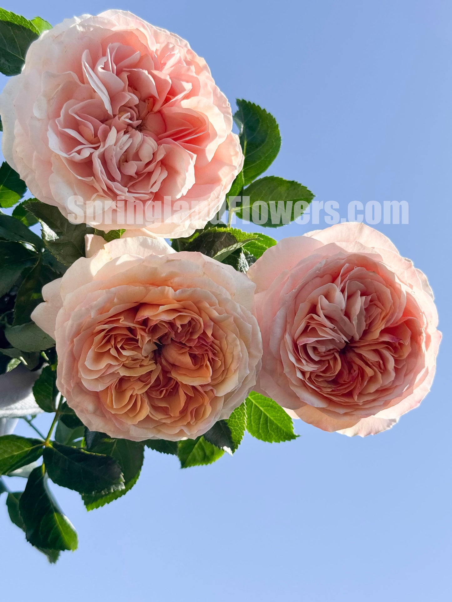 #SPF280, Avalanche Abricot 杏子雪崩月季/雪杏子, Floribunda Rose，Heat-tolerant, Disease-resistant. Non-Grafted/Own Root.