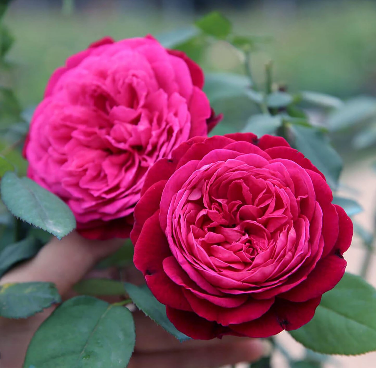 #SPJ104, Yves Jardin Parfumé 伊芙芳香花园，Japanese Shrub Rose, Robust Old Rose Fragrance,  Non-Grafted/Own Root.