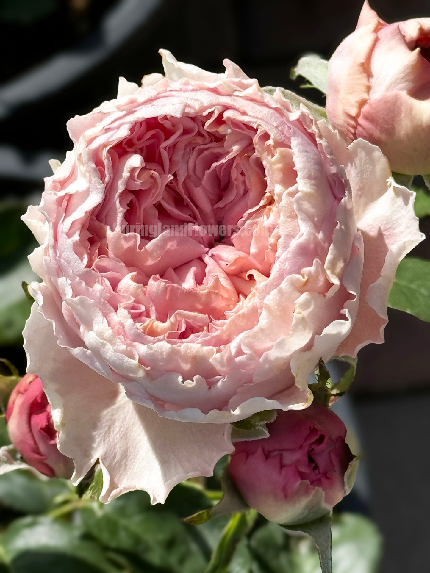 #SPC194, Princess Lace 公主蕾丝, Floribunda Rose, Non-Grafted/Own Root.