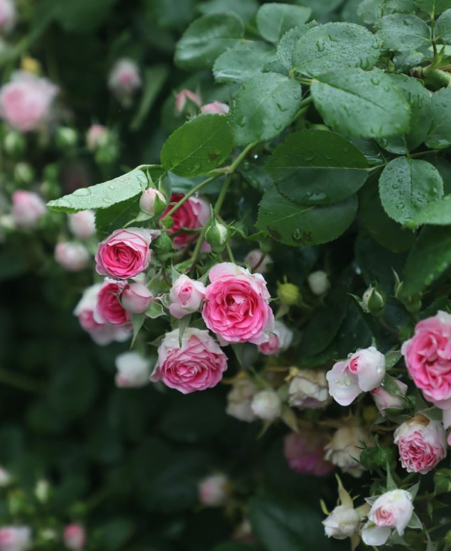 Rouge Pearls 胭脂扣, Climbing Rose，Heat-tolerant, disease-resistant, Non-Grafted/Own Root.