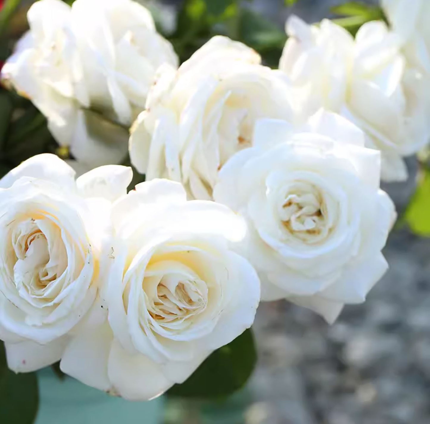 Jeanne Moreau 珍妮莫罗/冷香，Shrub Rose, Rich Lemon Fragrance，Excellent Disease Resistance, Non-Grafted/Own Root.