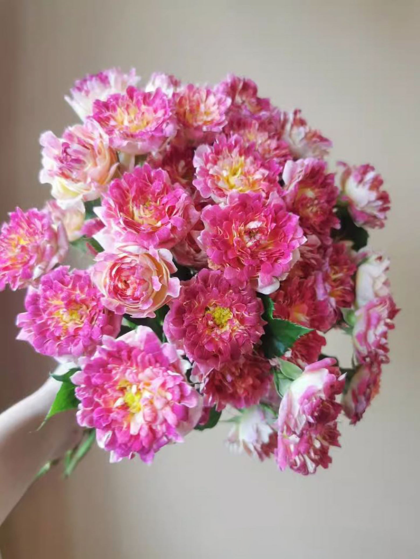 #SPN252, Sea Anemone No. 4 海葵4号，Florist Shrub Rose, Non-Grafted/Own Root.