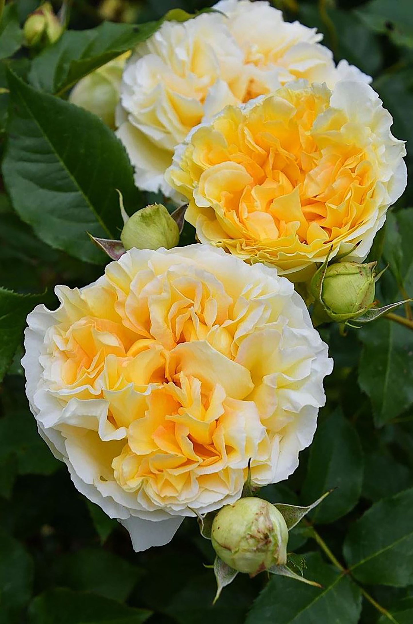 NEW ! 2021. Sicilienne 西西里舞曲, Japanese Shrub Rose, Heat-tolerant, disease-resistant, Thornless.