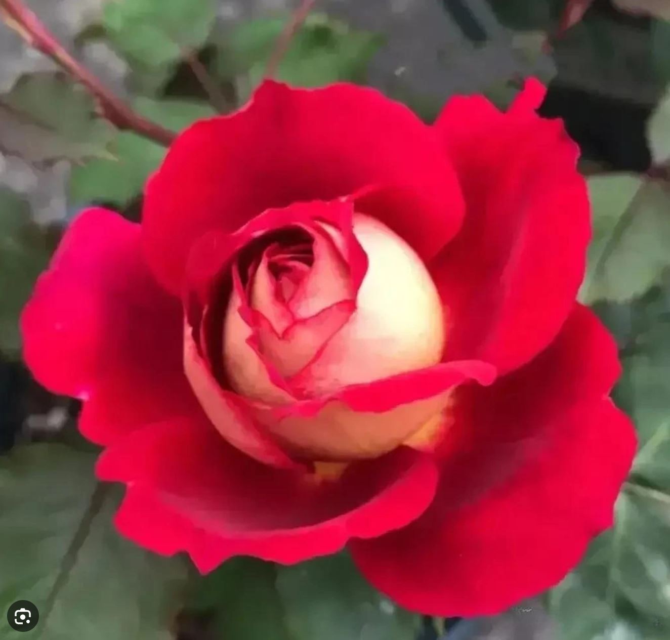 Dominique Massad 马萨德医生，Shrub Rose，strawberry fragrance, repeat flowering, 2 Years Old 1 Gal, Non-Grafted/Own Root.