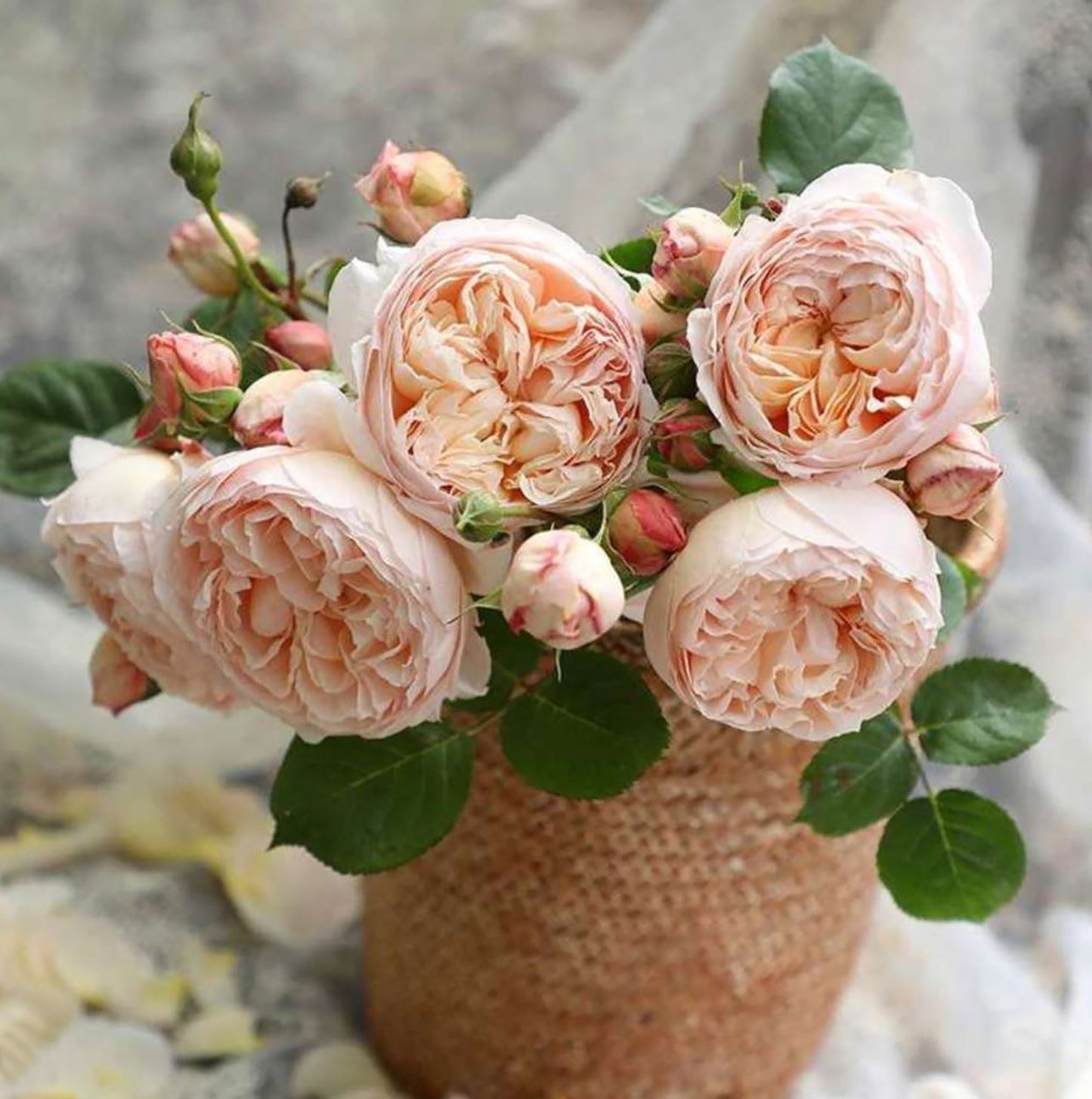 Pink Charm /Fenyan 粉妍, Floribunda Rose, Heat-Tolerant and Disease-Resistant,  Non-Grafted/Own Root.