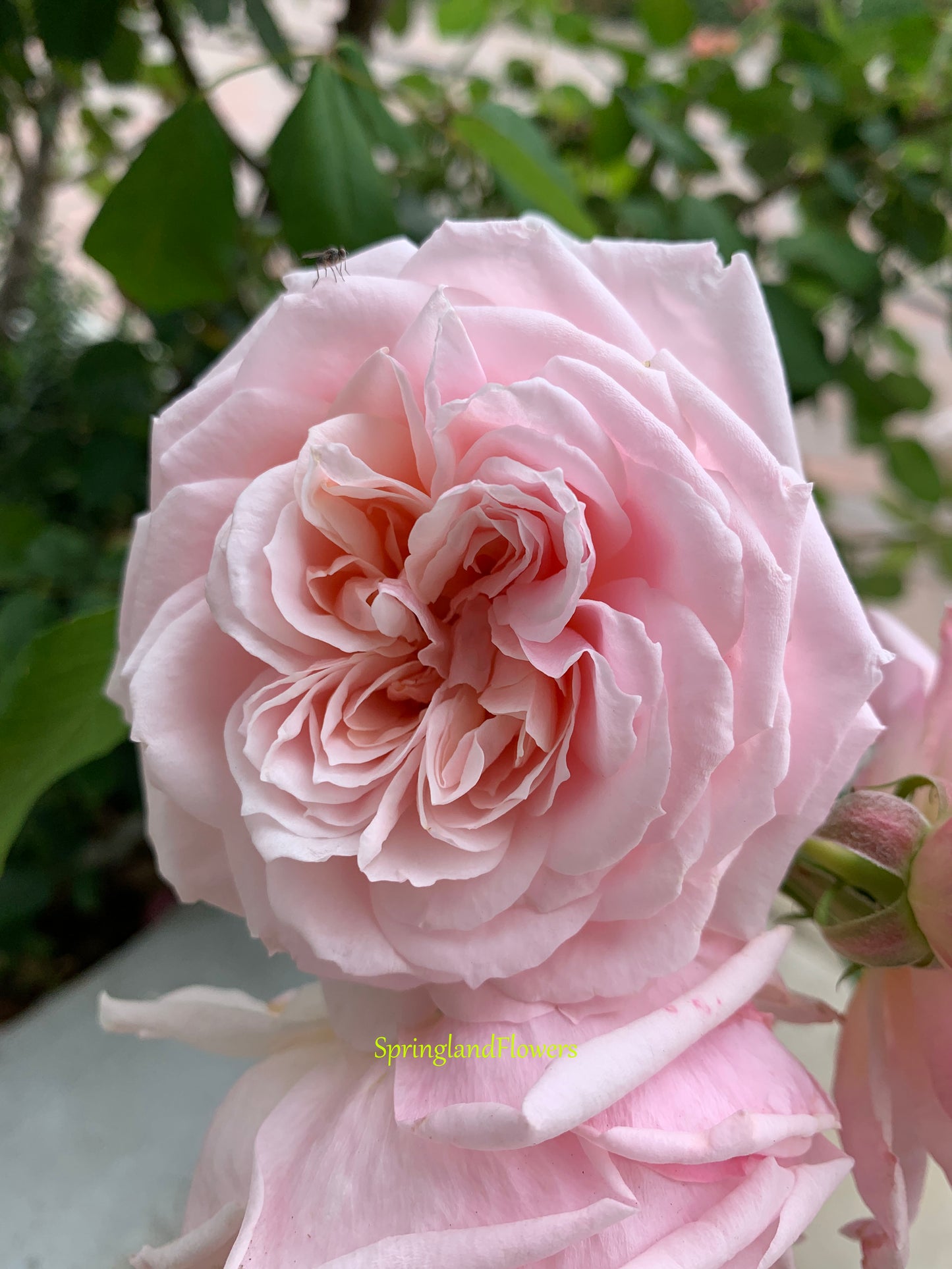 Rose Quietness 寂静,Light pink,  Strong fragrance,Own-Root.