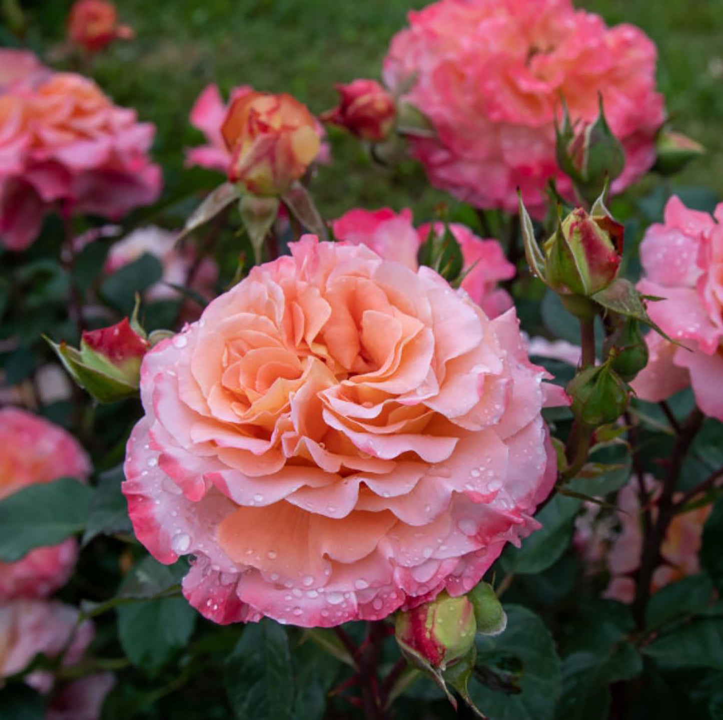 Augusta Luise 奥古斯塔.路易斯, Hybrid Tea Rose, Strong fragrance. Large. 2 Years Old 1 Gal, Non-Grafted/Own Root.