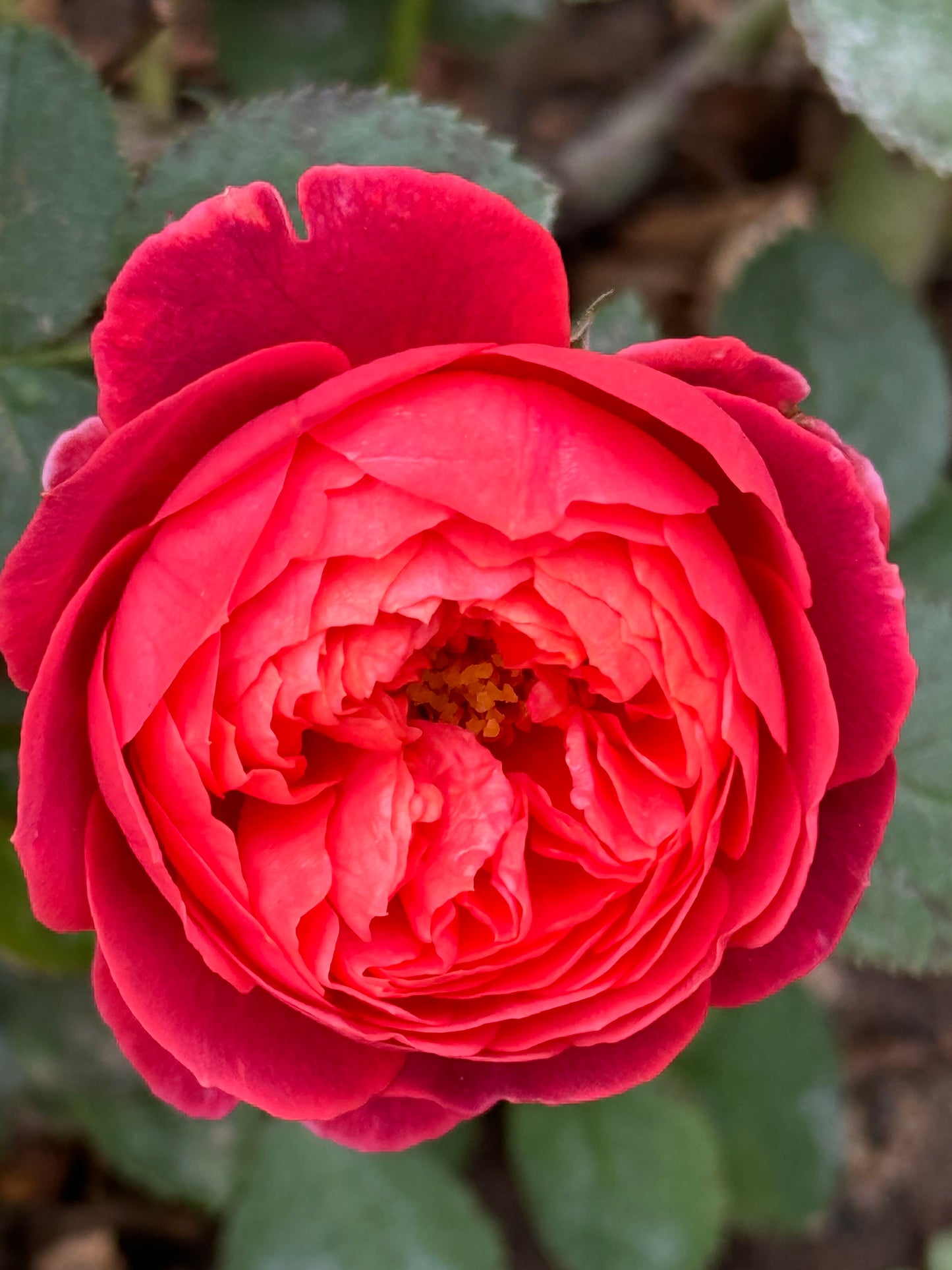 Cinnabar Bowl (Zhusha Wan) 朱砂碗，Chinese Rose, Non-Grafted/Own Root.