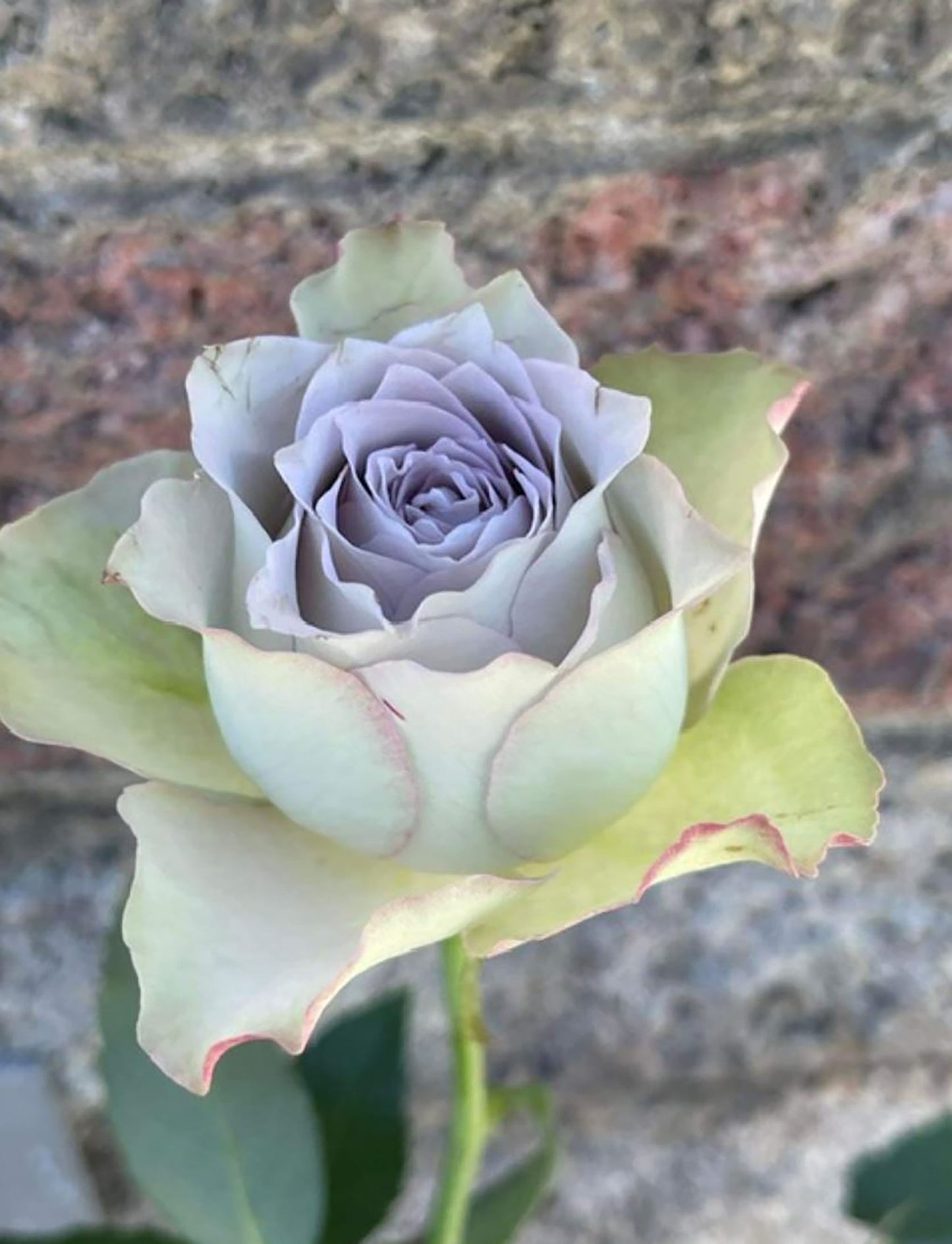 Lapis Veil 青金石面纱 ，Japanese Shrub Rose, Non-Grafted/Own Root.