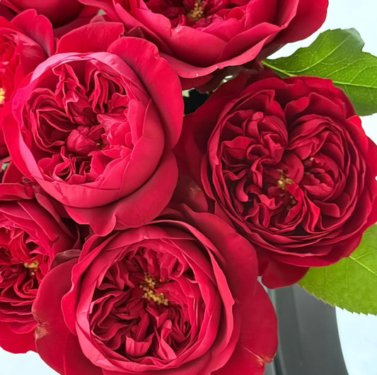 #SPC300,   Peony kiss 芍药红, Florist Cutting Rose. Non-Grafted/Own Root.