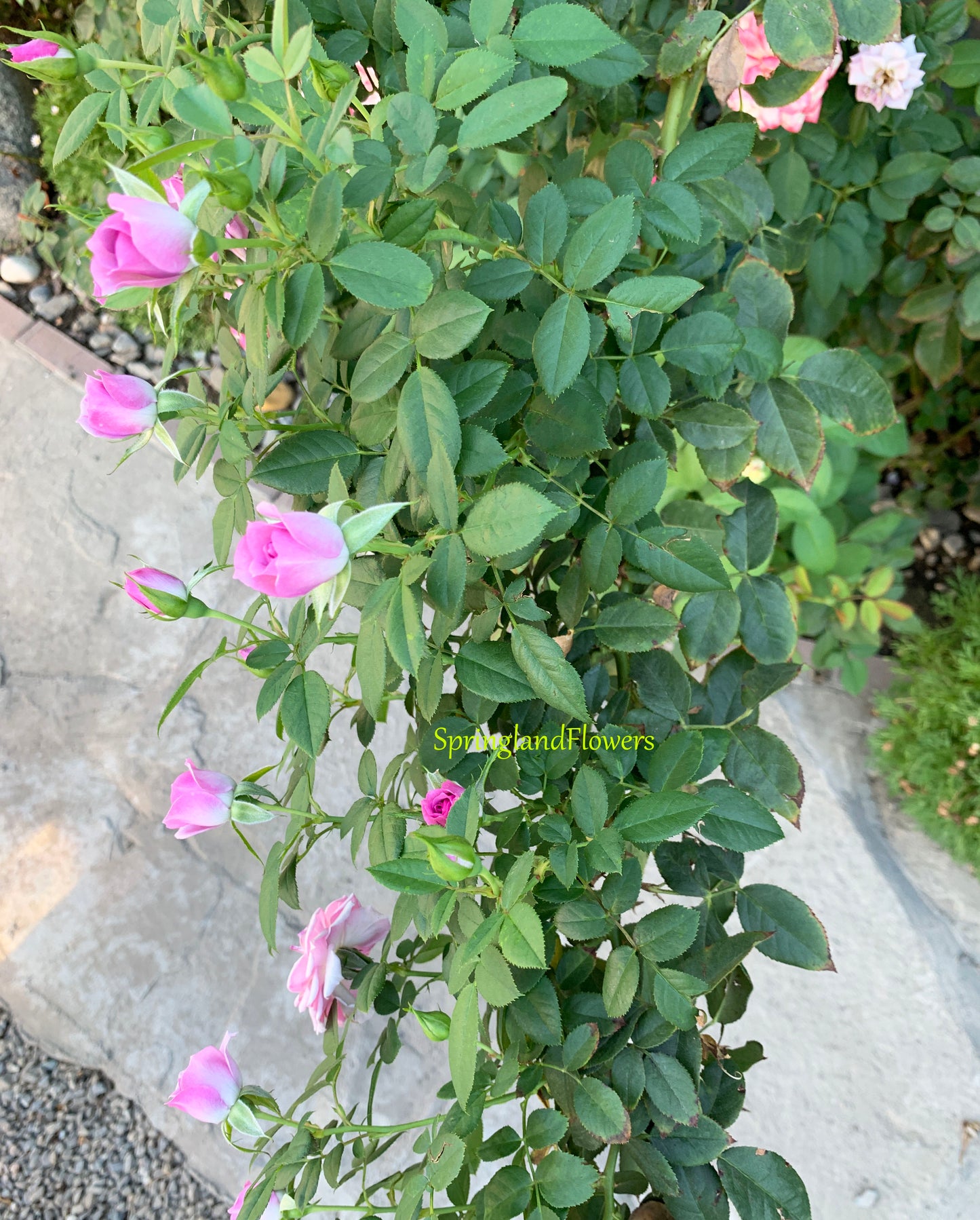 lavender veranda 薰衣草阳台, Own-Root. Heat-resistant and disease-resistant, long flowering period.