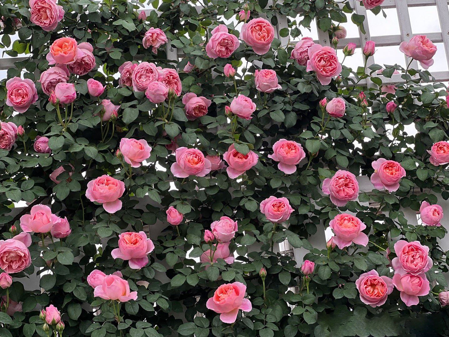 Dames de Chenonceau  舍农索城堡的女士，Climbing & Shrub Roses, Non-Grafted/Own Root.