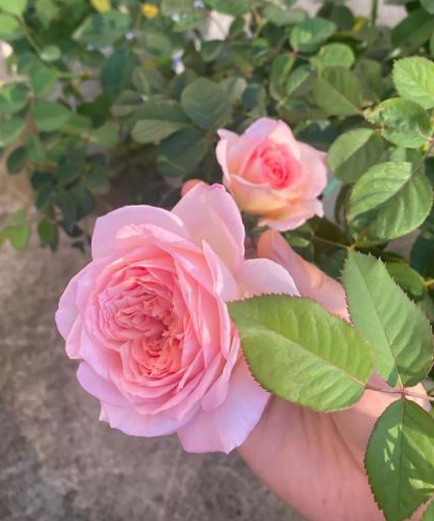 FenDai/Pink Dye 粉黛 Chinese Shrub Rose, Strong Fragrance,Excellent Heat Tolerance, Non-Grafted/Own Root.