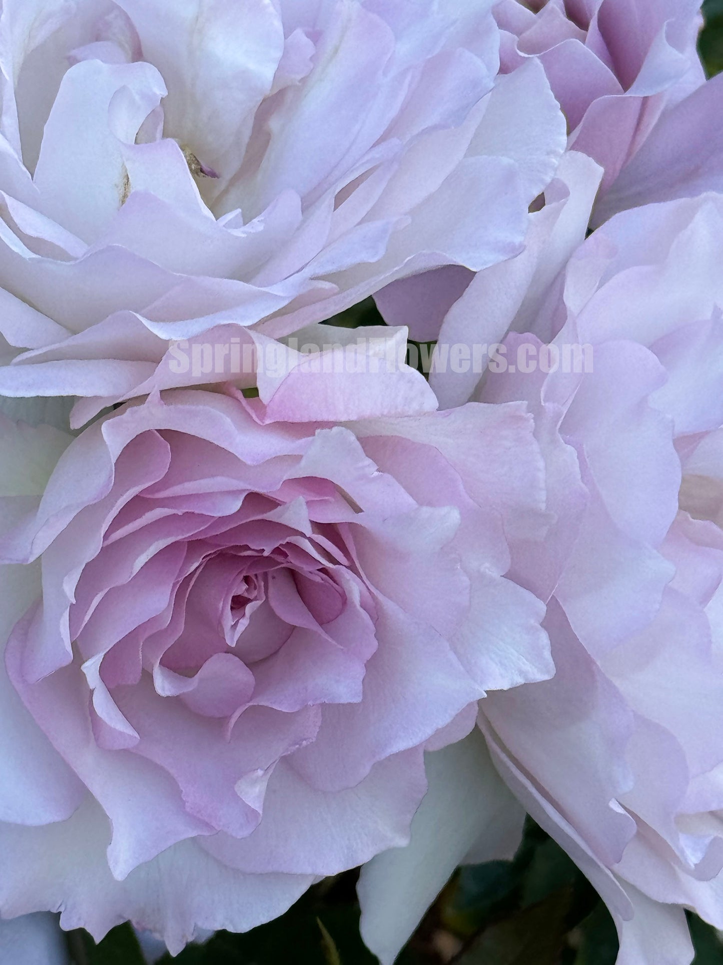 Dawn's Fragance 露凝香，Shrub Rose, Fragrant and Thornless, Strong Disease Resistance, Non-Grafted/Own Root.