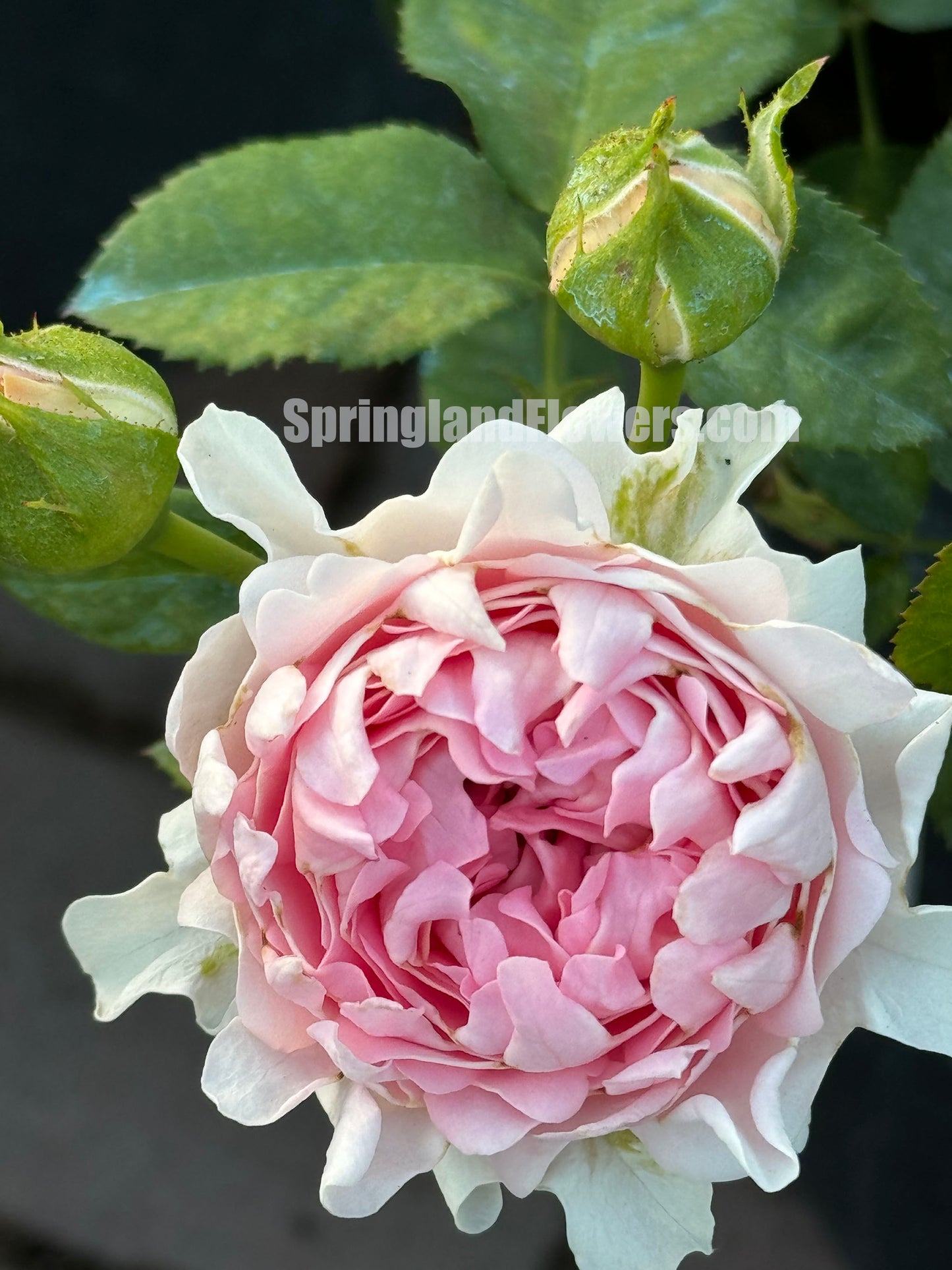 Sofine 苏芬/海葵宝宝，Floribunda Rose, Non-Grafted/Own Root.