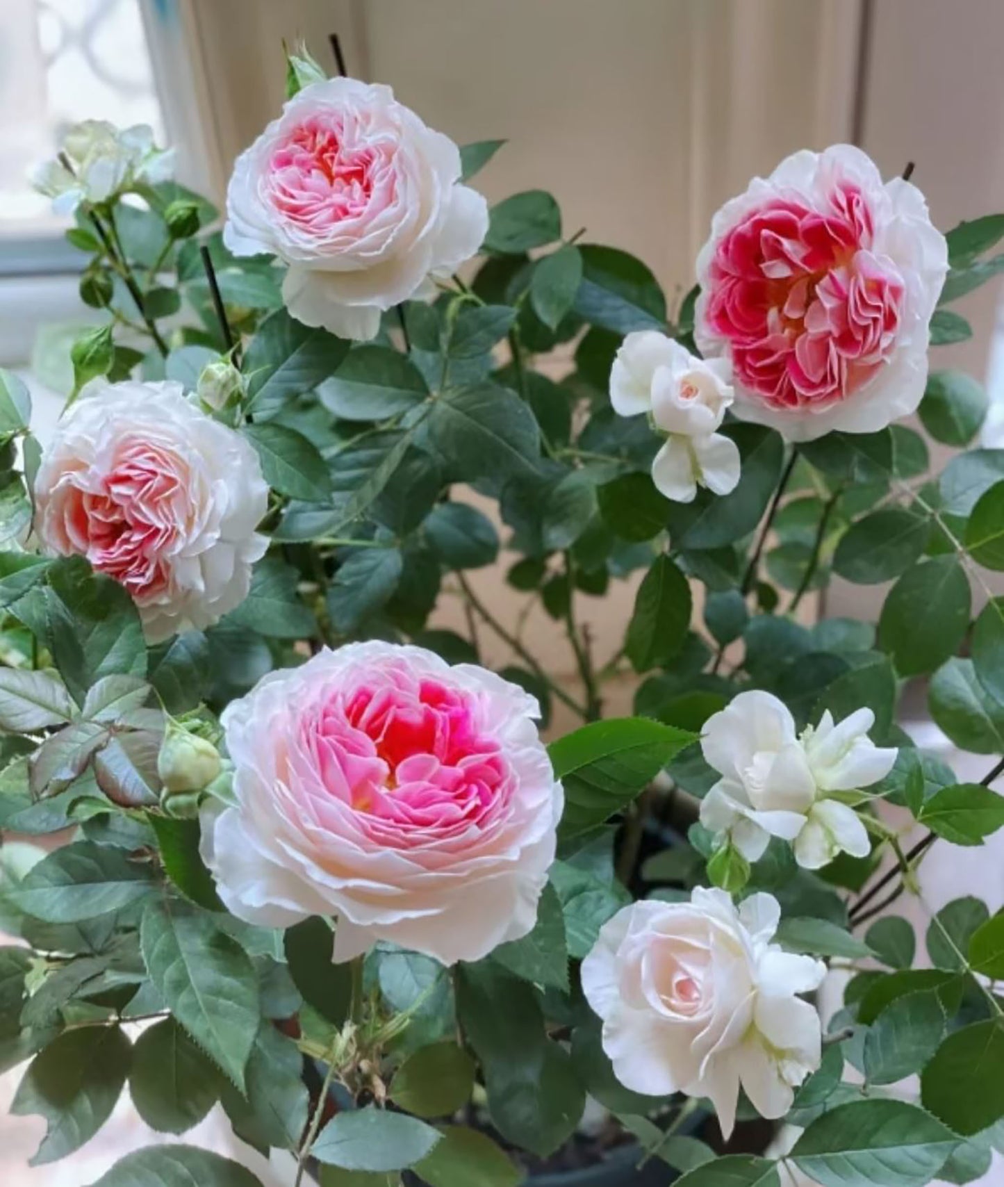 Holiday Island Guernsey 根西/假日岛芍药， Pink  Shrub Rose,  Upright.   2 Years Old 1 Gal, Non-Grafted/Own Root.