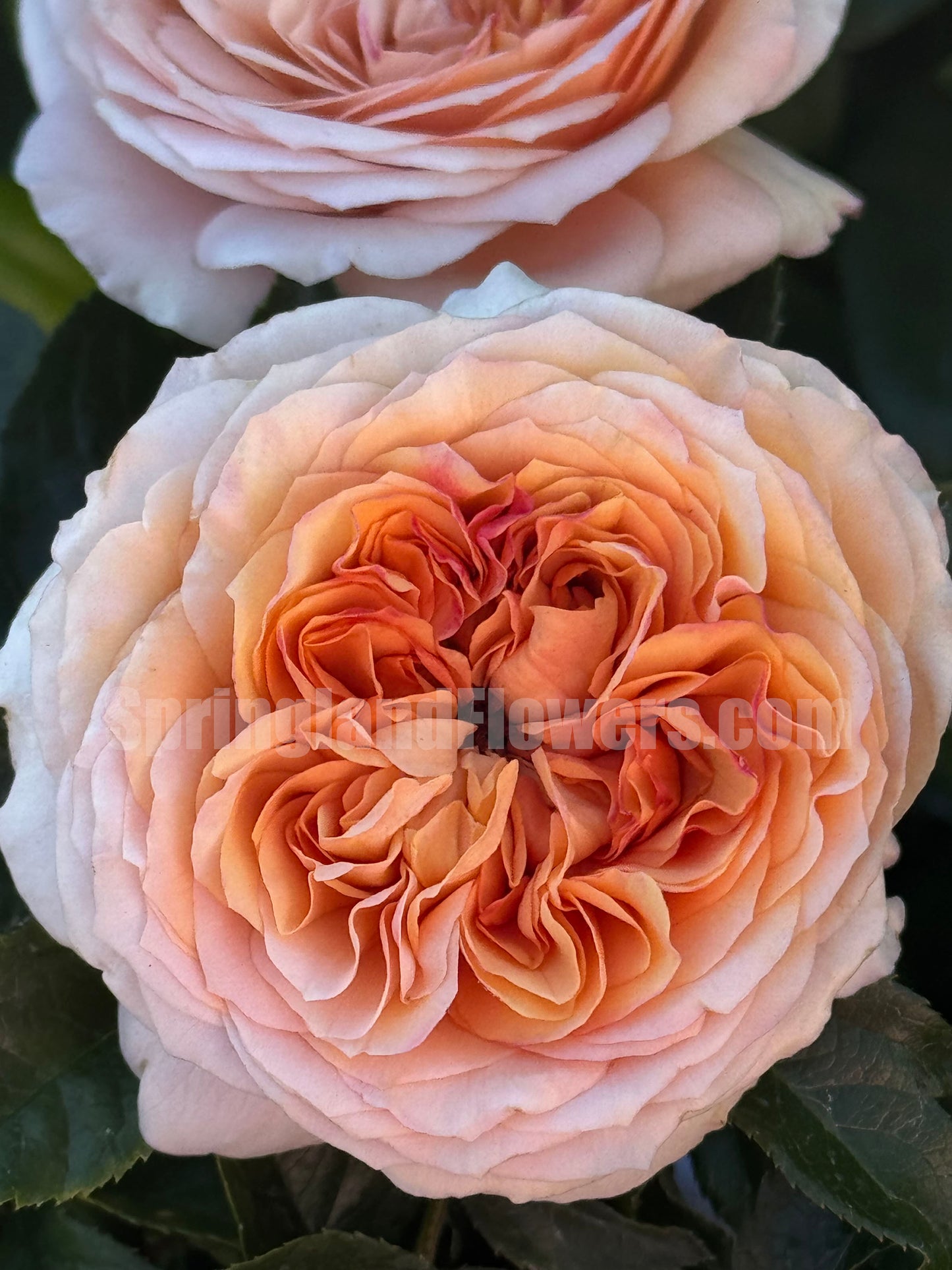 #SPF280, Avalanche Abricot 杏子雪崩月季/雪杏子, Floribunda Rose，Heat-tolerant, Disease-resistant. Non-Grafted/Own Root.