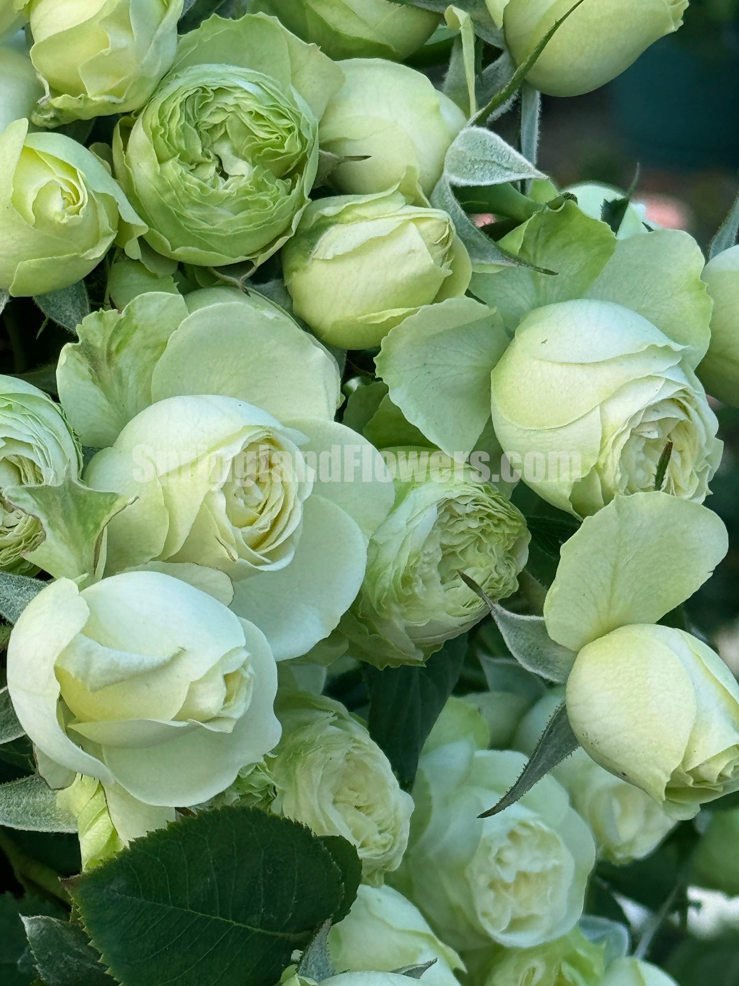 Creamy Eden 奶油龙沙，Floribunda, Florists Rose.  Heat-tolerant, disease-resistant, Non-Grafted/Own Root.