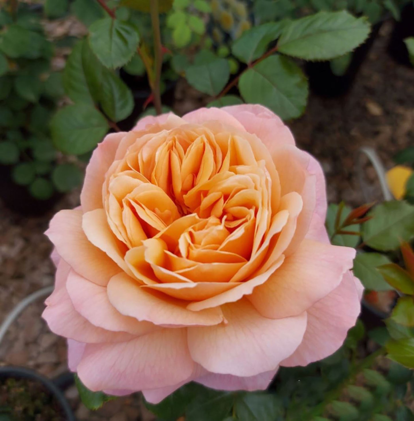 Capri 卡普里, Hybrid Tea Rose, 2 Years Old 1 Gal, Non-Grafted/Own Root.