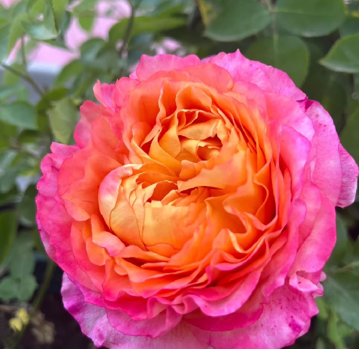 Expanse of Blossom 大花美人, Shrub Rose,  Non-Grafted/Own Root.