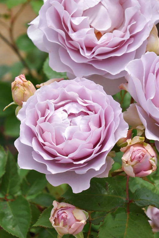 #SPJ157, NEW! Camille 卡米尔，Japanese Climbing Rose, Disease-resistant.