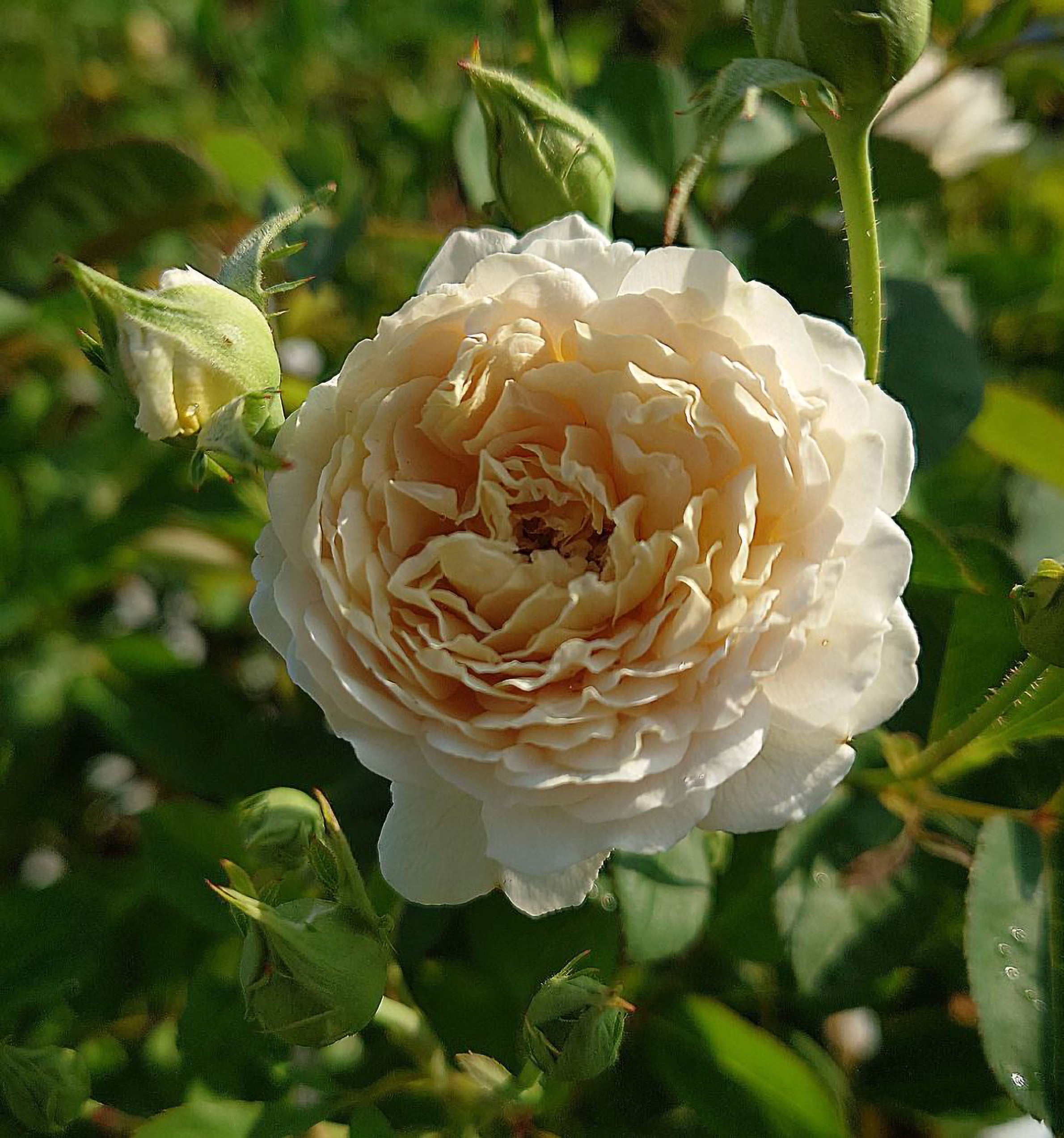 花 mille SPJ158, Millefiori 千花琉璃，Japanese Floribunda Rose, Non-Grafted