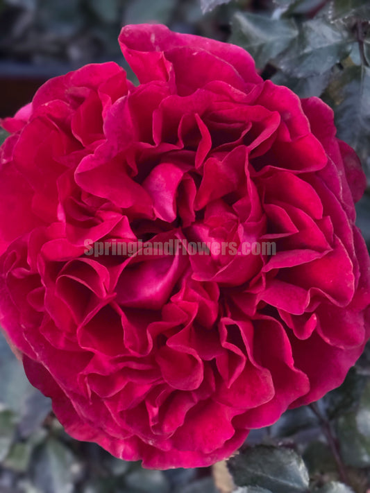 NEW !  Clos Vougeot 伏旧园之花，Shrub Rose, Heat-tolerant, disease-resistant, Non-Grafted/Own Root.