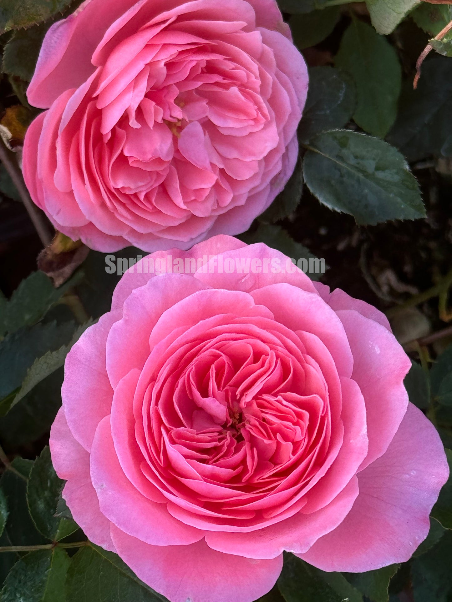 NEW 2022 ! Sweetness of You 蜜语，Floribunda Rose, 天狼月季，Upright, Repeat-Flowering, Heat-Resistant, Disease-Resistant, Non-Grafted/Own Root.