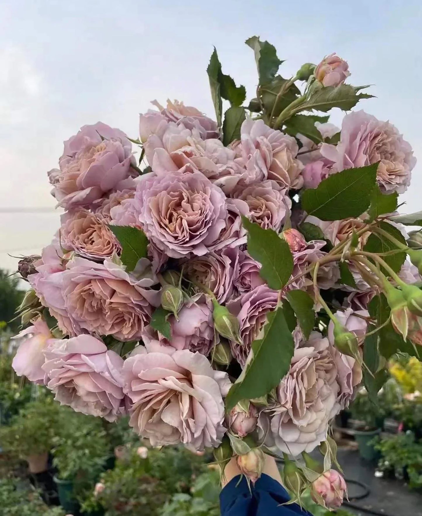 Fragment of Fall 锁清秋，Chinese Floribunda Rose, Upright, Repeat-Flowering, Excellent Disease Resistance.