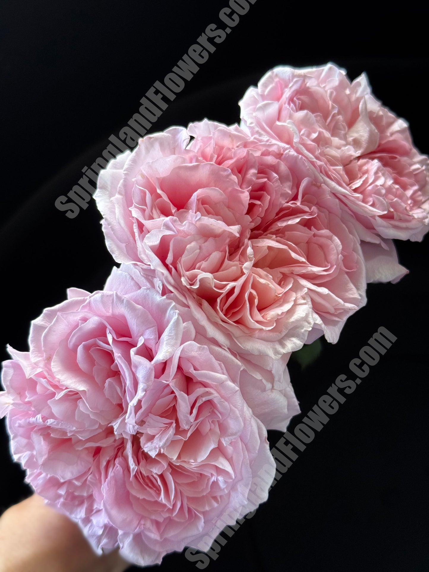 #SPJ289, Helen 海伦，Japanese Shrub Rose, Non-Grafted/Own Root.